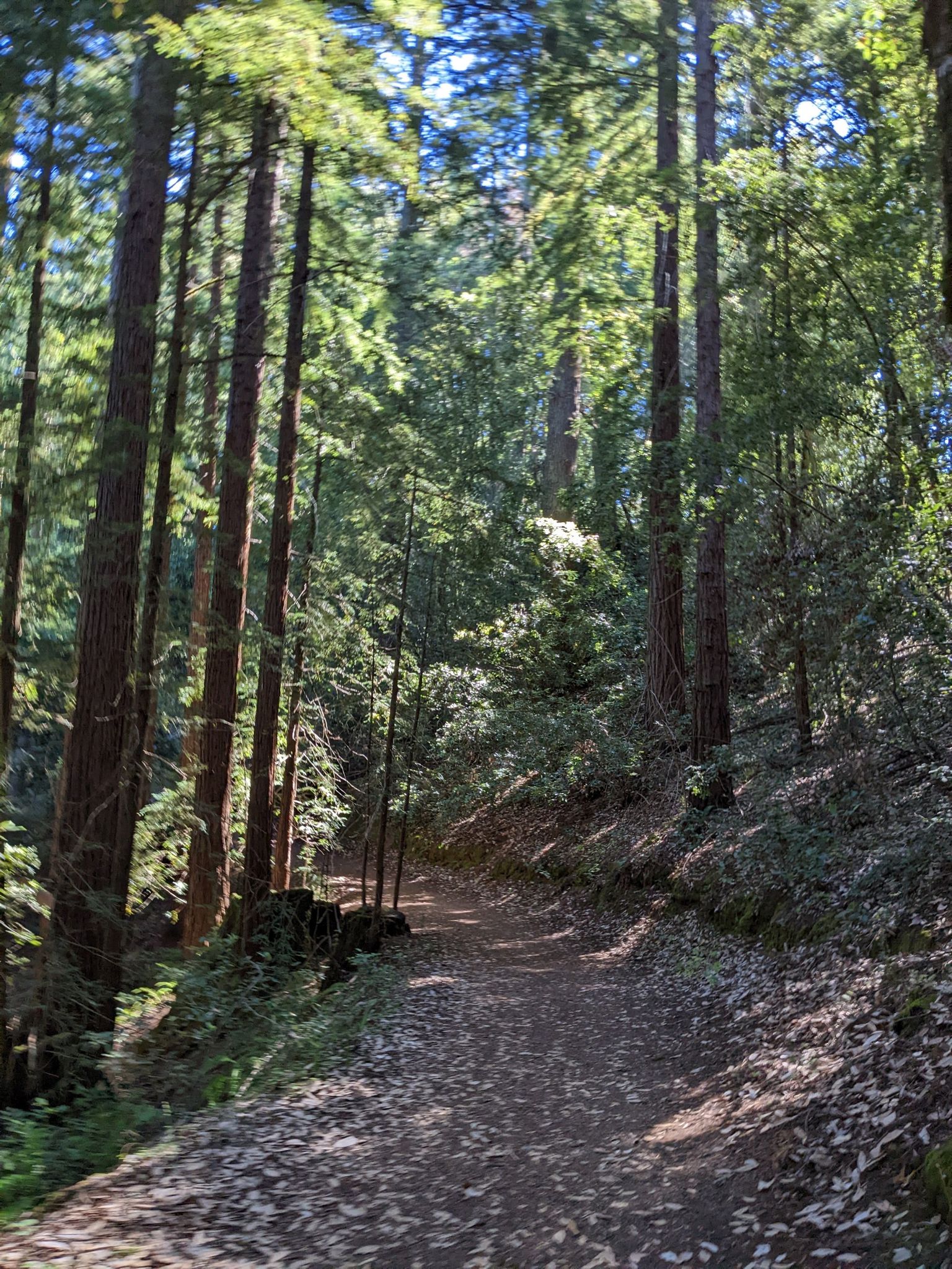 A sun-dappled forest path winding through tall, green trees. - Skeggs Point – North Leaf Trail loop from Skeggs Point