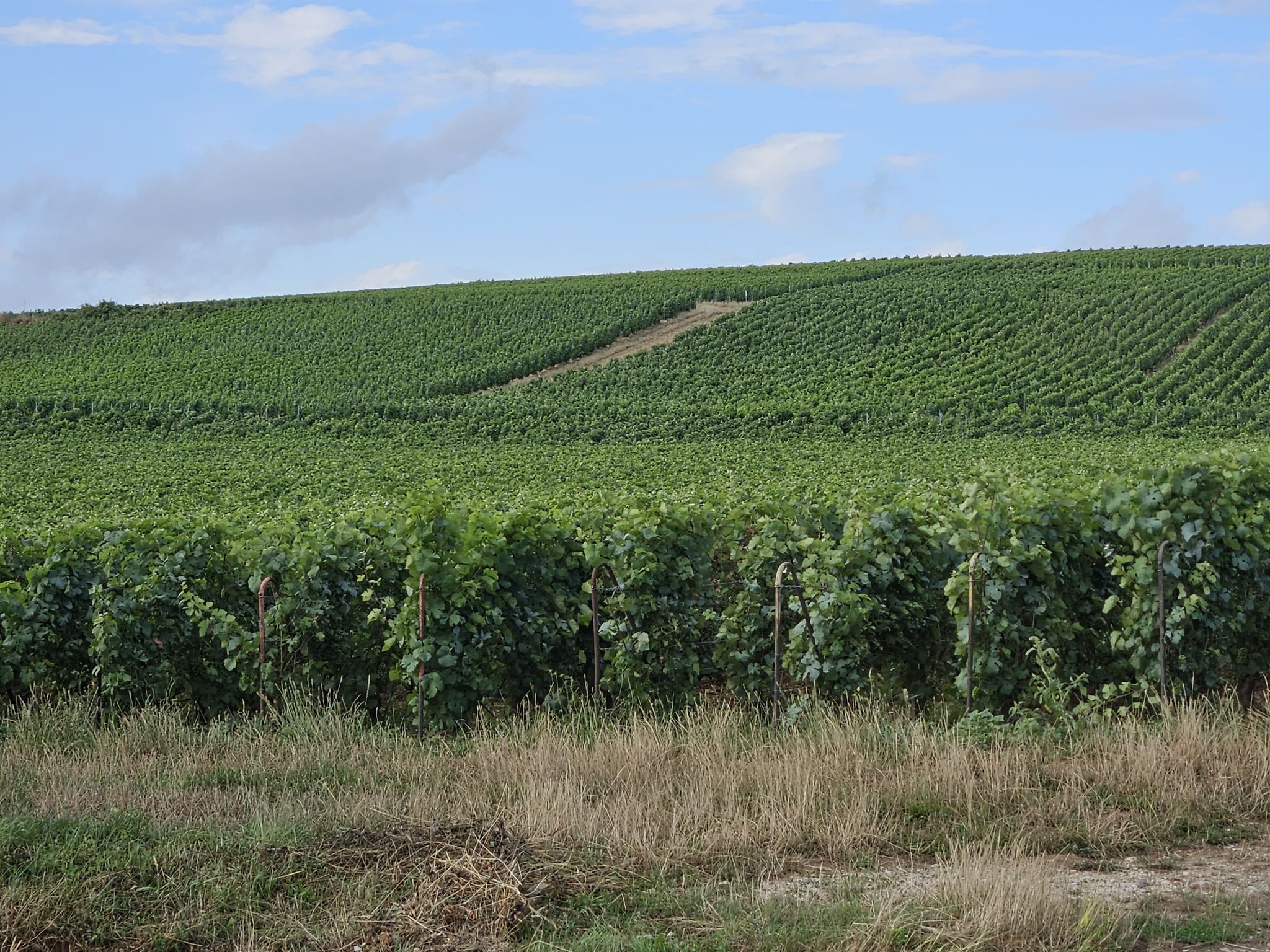 Champagnerberge