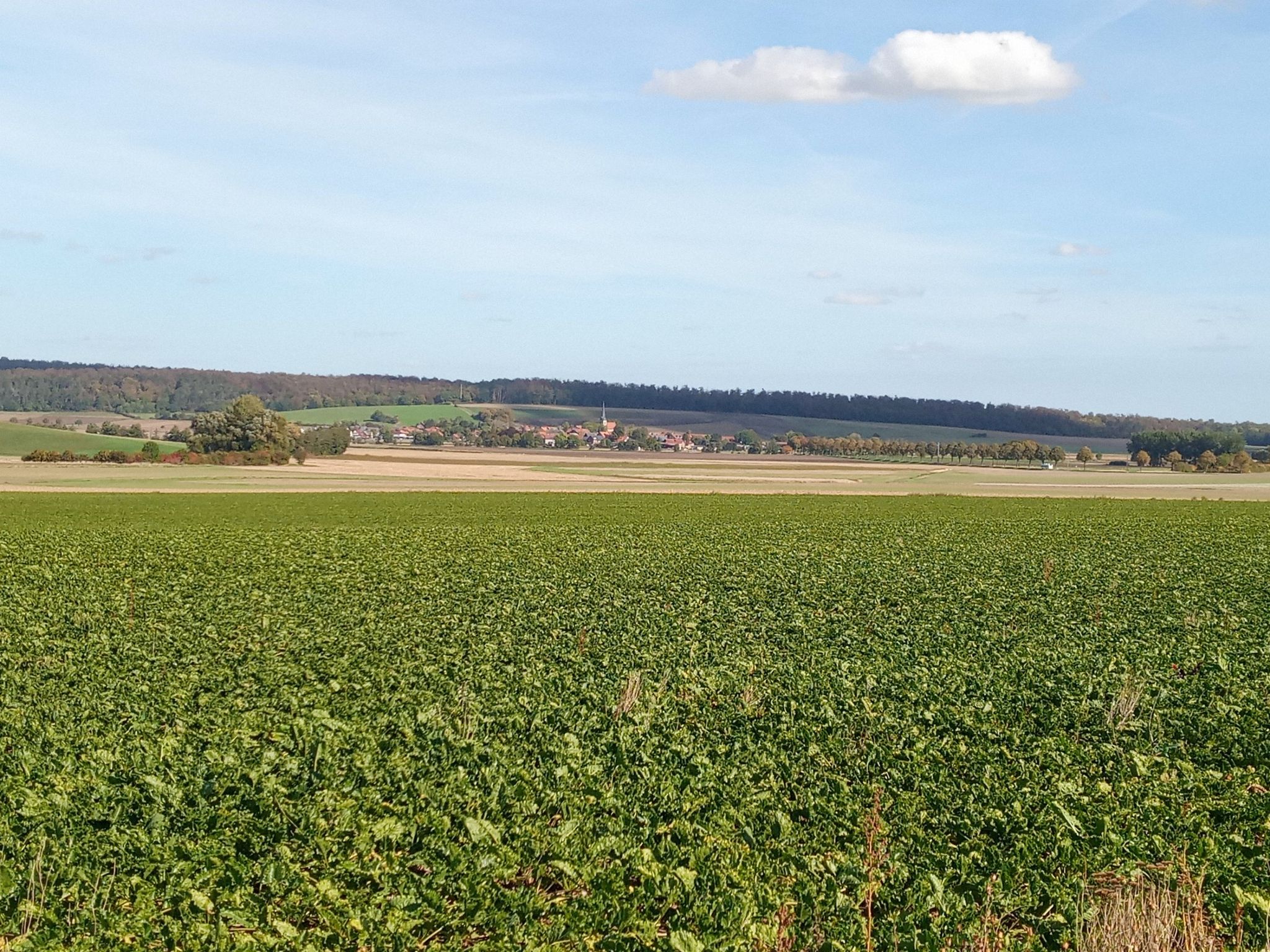 Blick nach Groß Steinum am Dorm