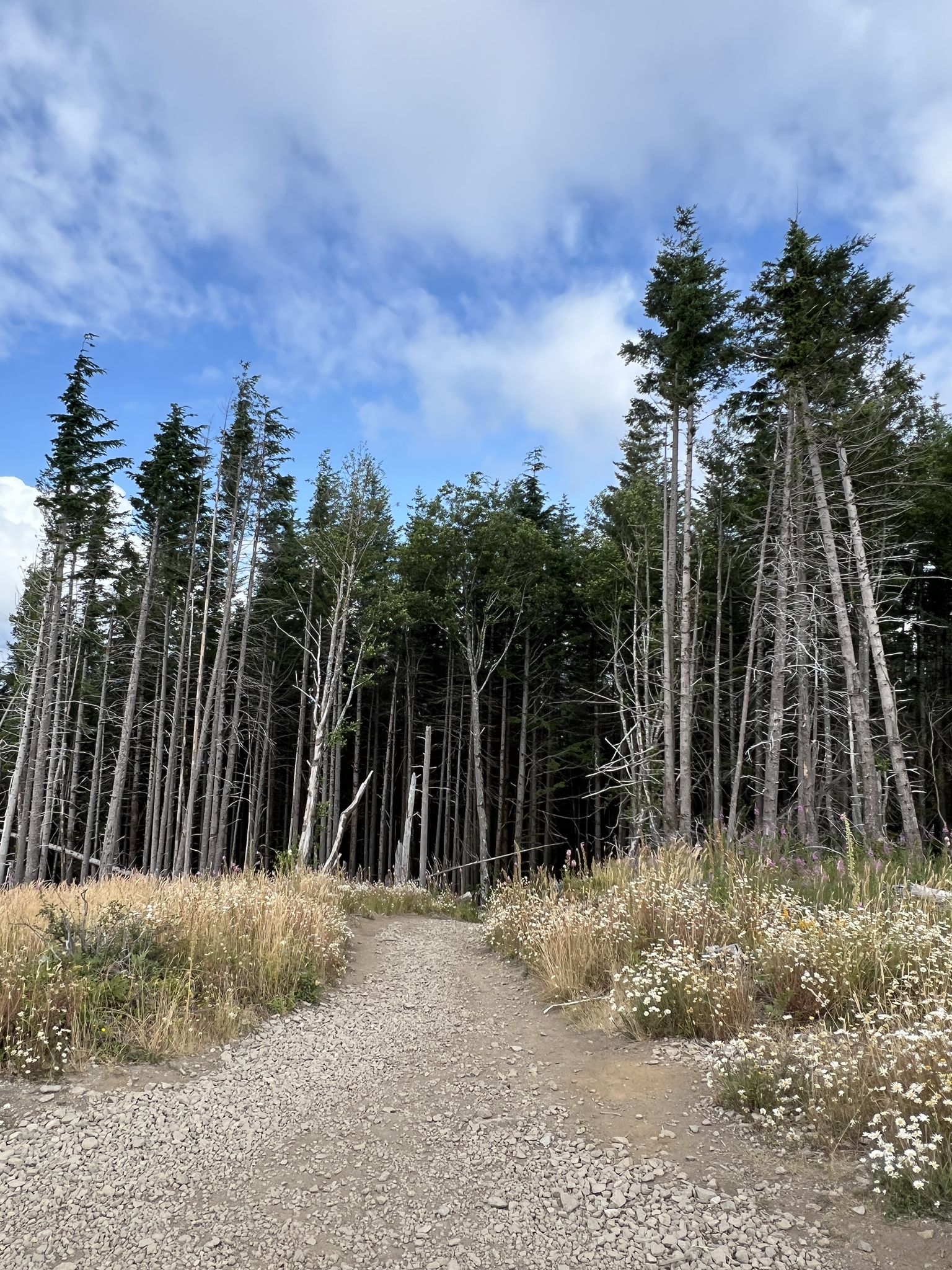 Gravel path winding through tall evergreen trees and dry grass under a cloudy sky. - West Tiger 3 and Cable Line Trail Loop