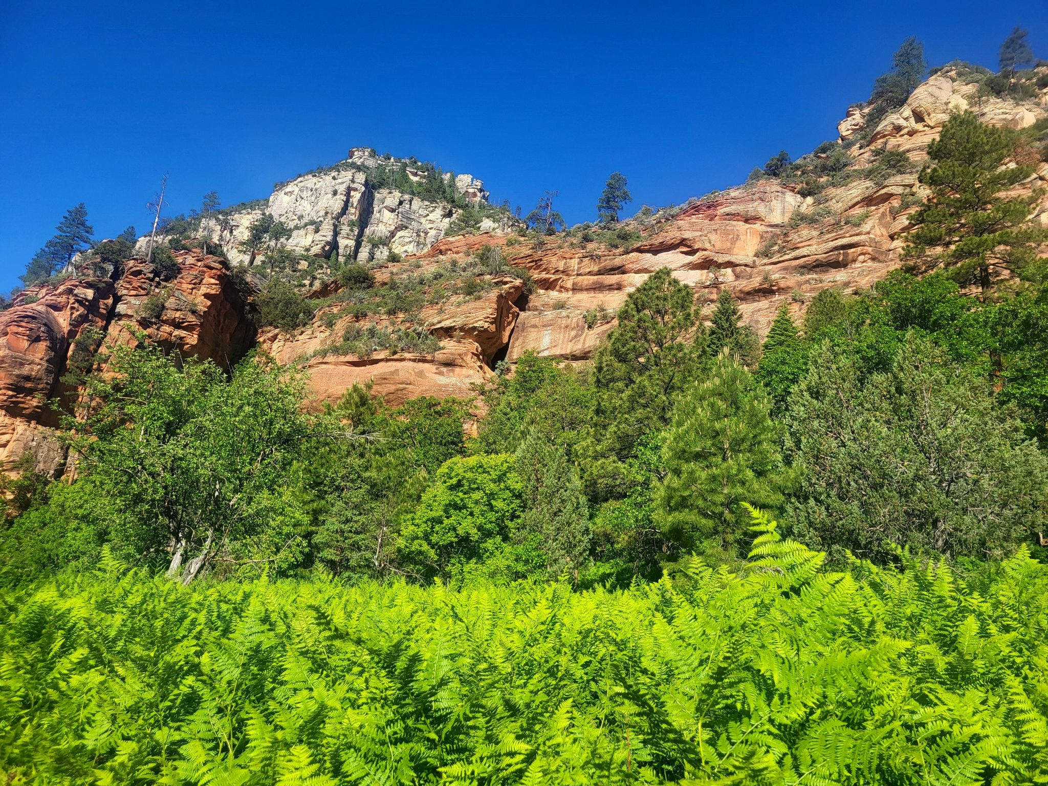Lush green ferns in the foreground, with red rock cliffs and trees. - West Fork Trail #108