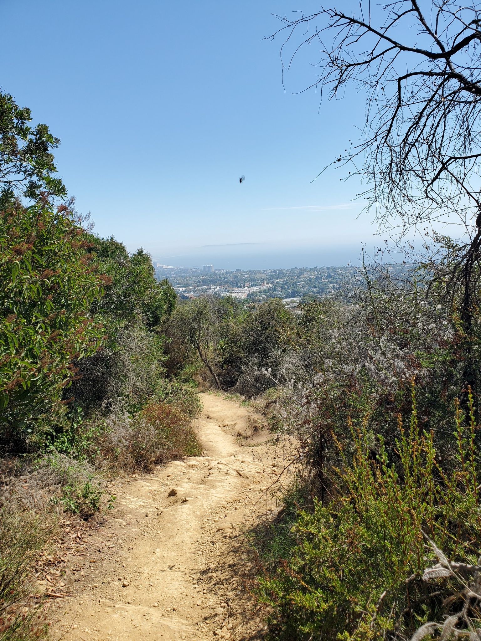 A dirt path descends through green brush, overlooking a distant city and ocean. - Temescal Canyon Loop Trail