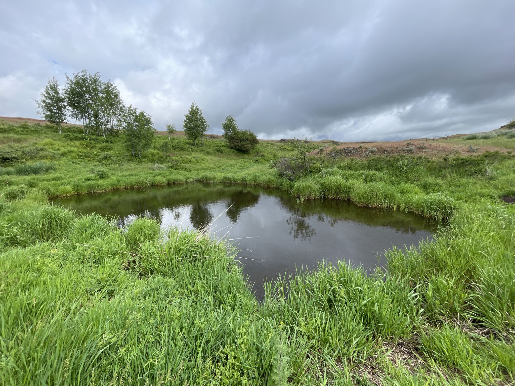 Small pond surrounded by lush green grass and trees under a cloudy sky. - Fishtrap and Hog Canyon Loops