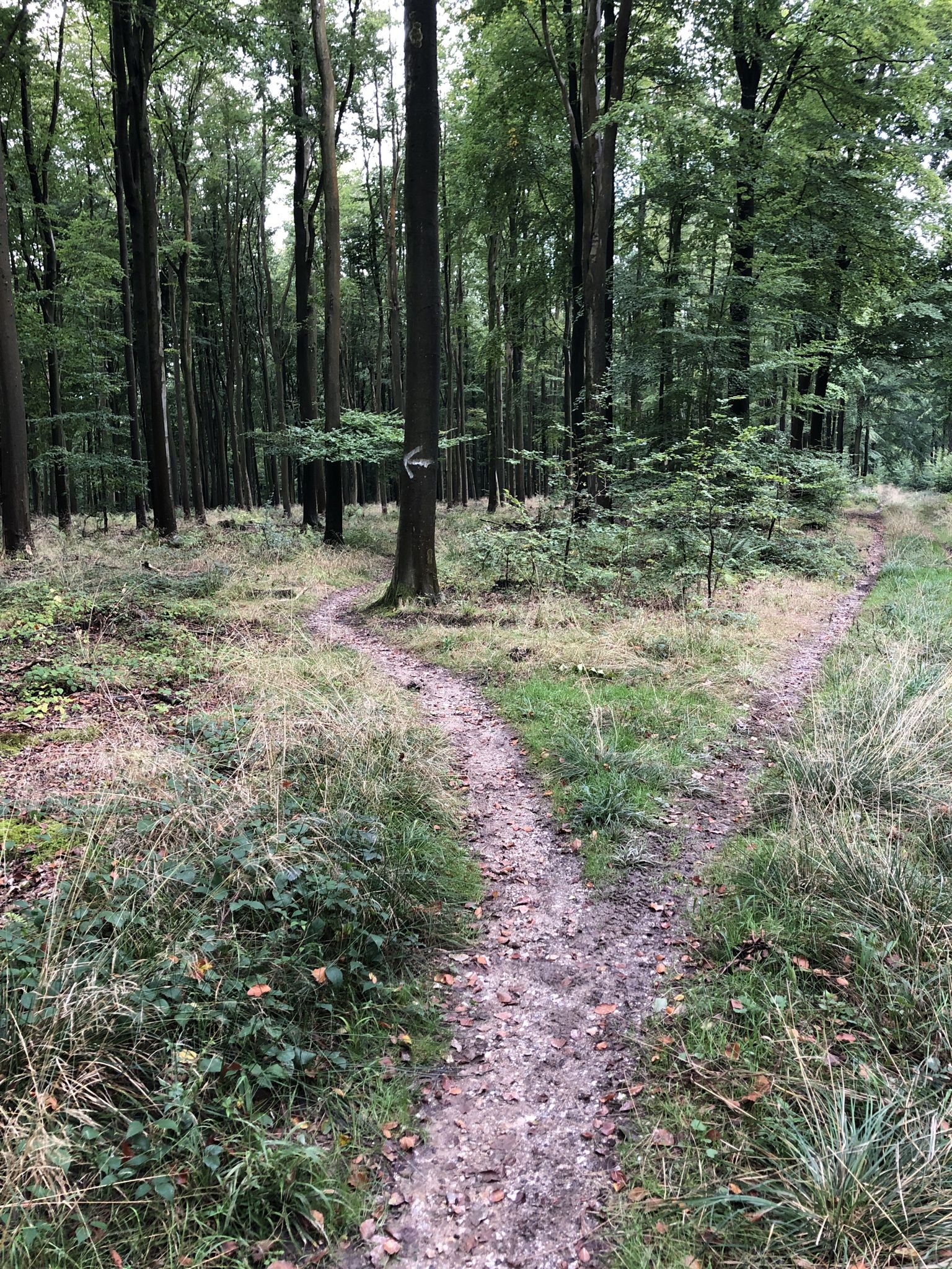 Start of single track