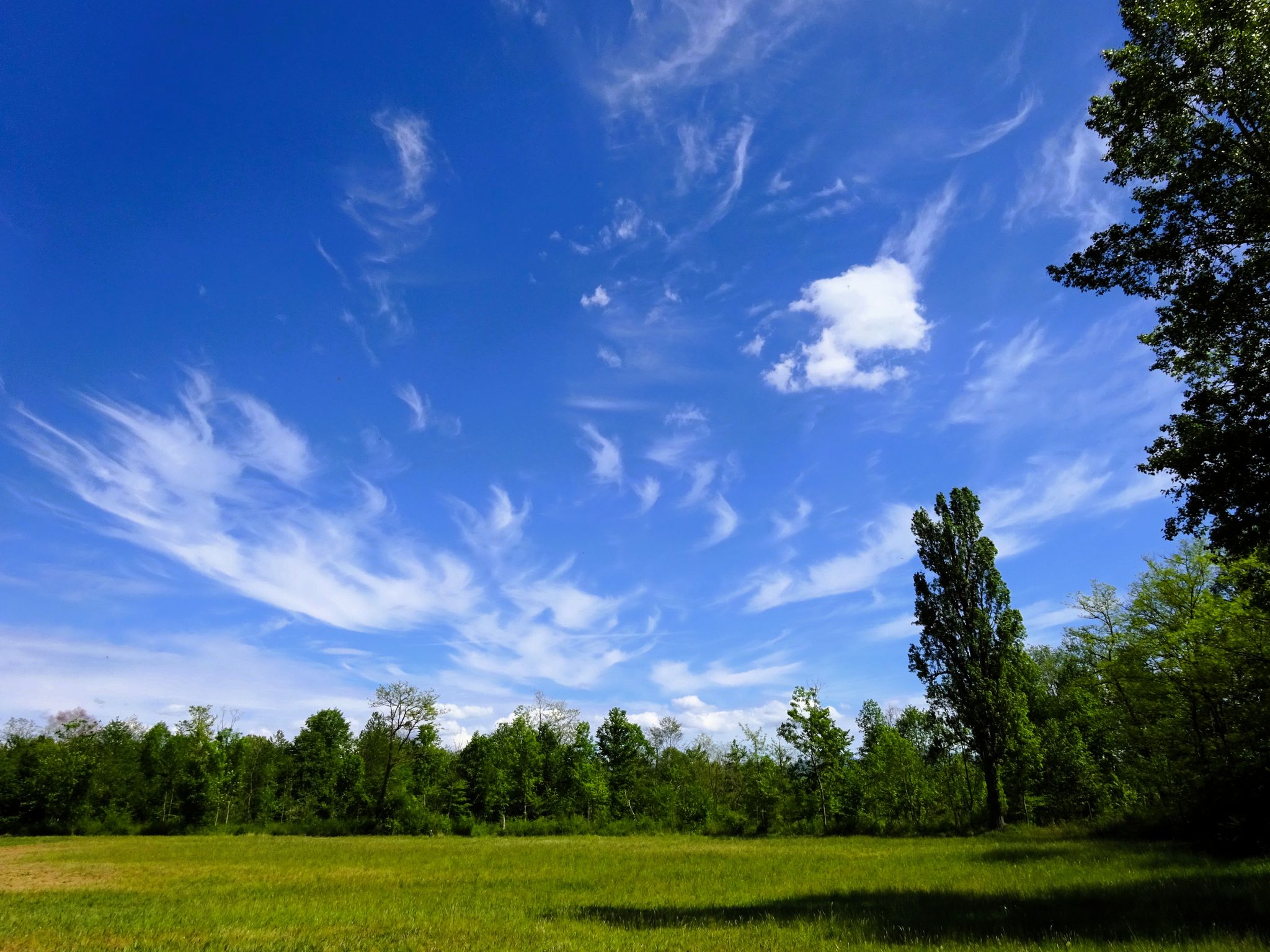 Die Rheinauen - eine Mischung von Wald und Wiesen.