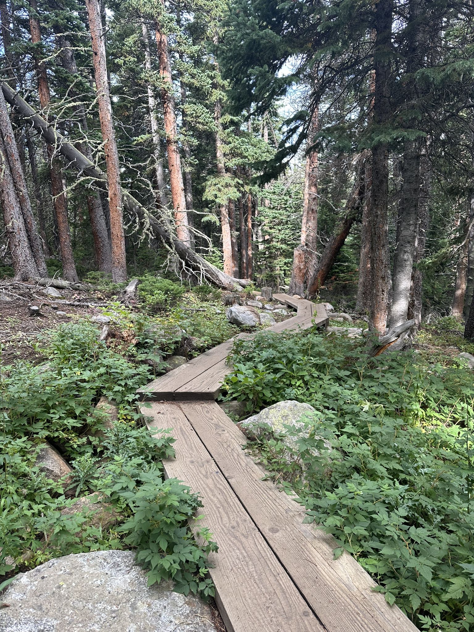 Wooden boardwalk winding through a lush green forest with tall trees. - Red Rock Lake loop from South Saint Vrain Creek