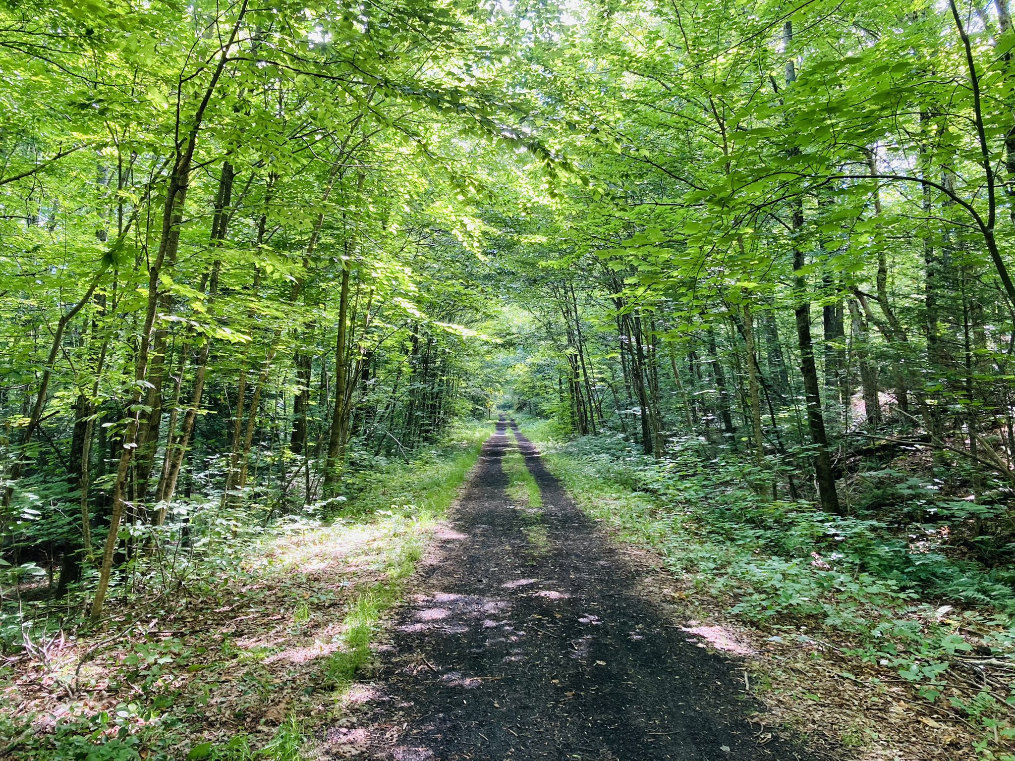 A straight dirt road through a dense, sunlit green forest canopy. - Lowe's Path
