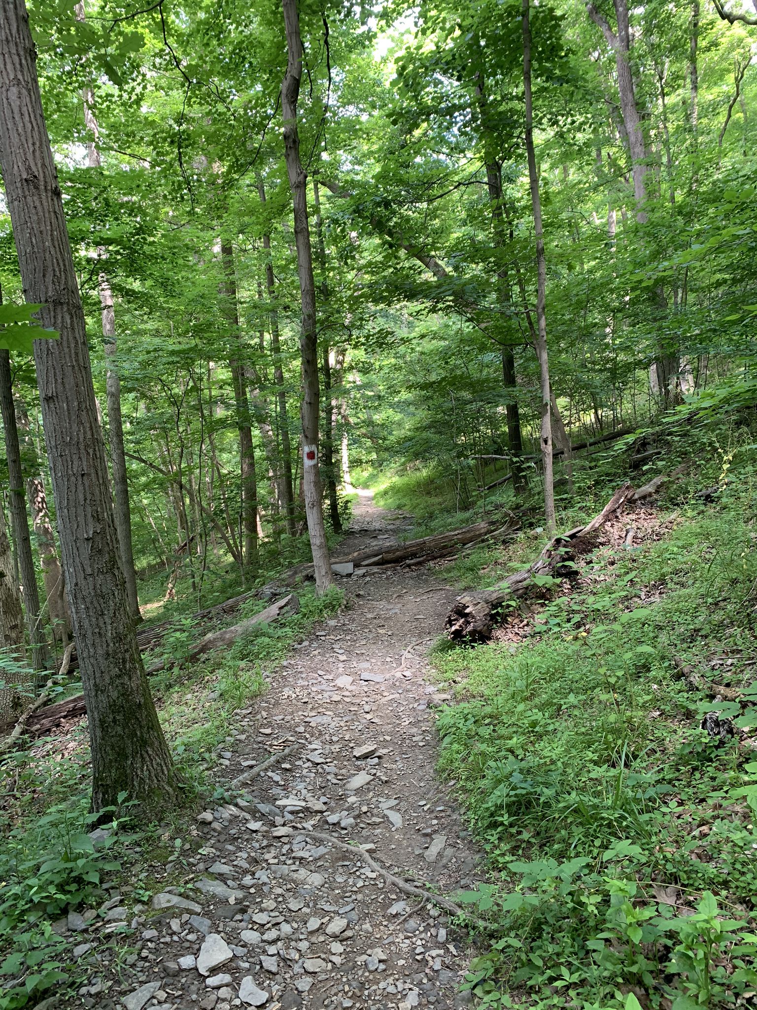 A rocky dirt path winds through a sun-dappled, lush green forest. - Yellow Trail loop from High Rocks Vista