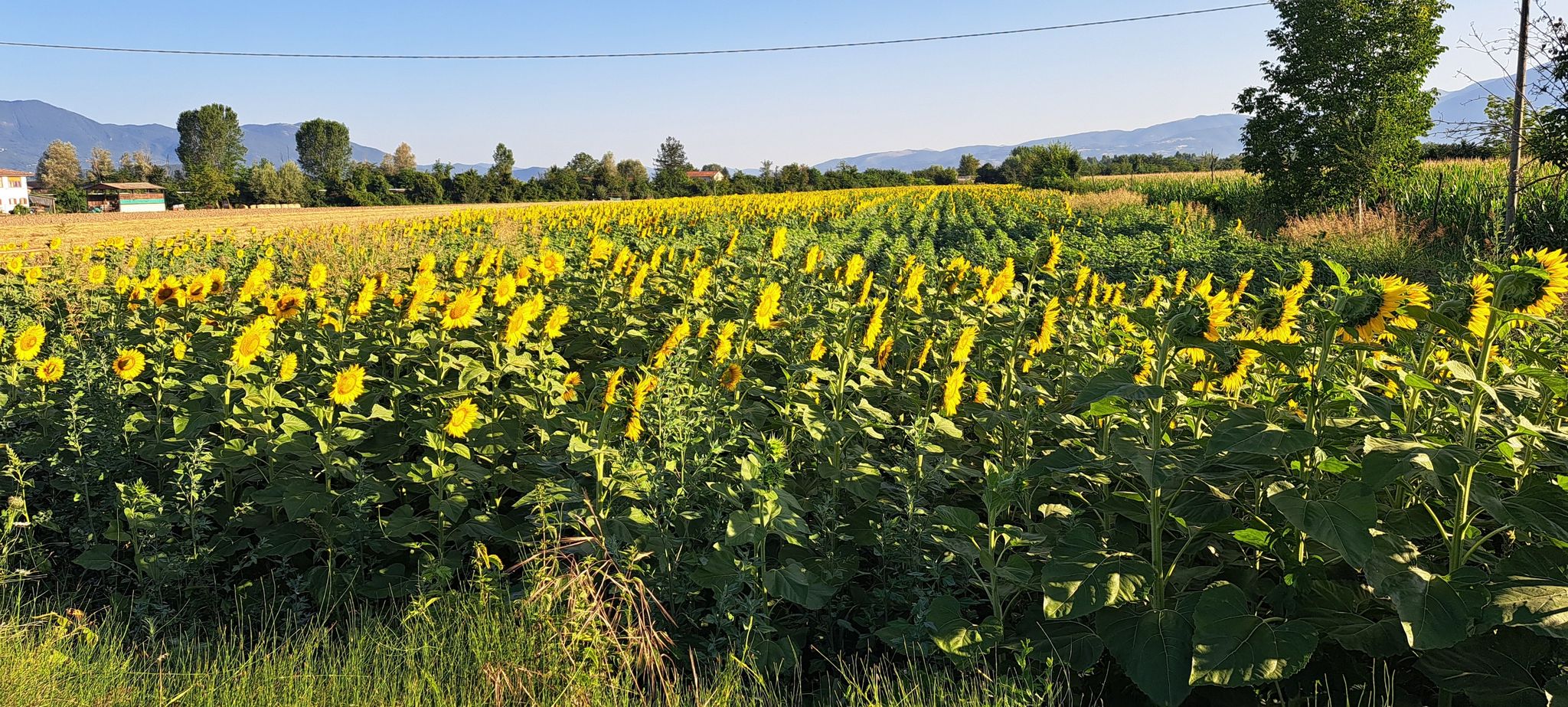 Girasoli