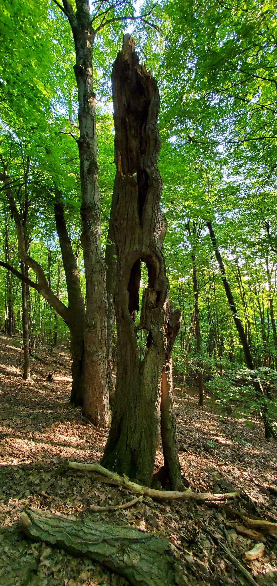 Tall, hollow tree stump in a sun-dappled forest with green canopy. - Canadice Lake via Rob's Trail