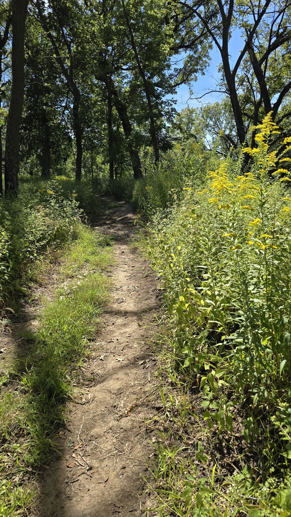 A narrow dirt path winds through a sun-dappled forest with tall green plants. - Oak and Handsome Hollow Trail