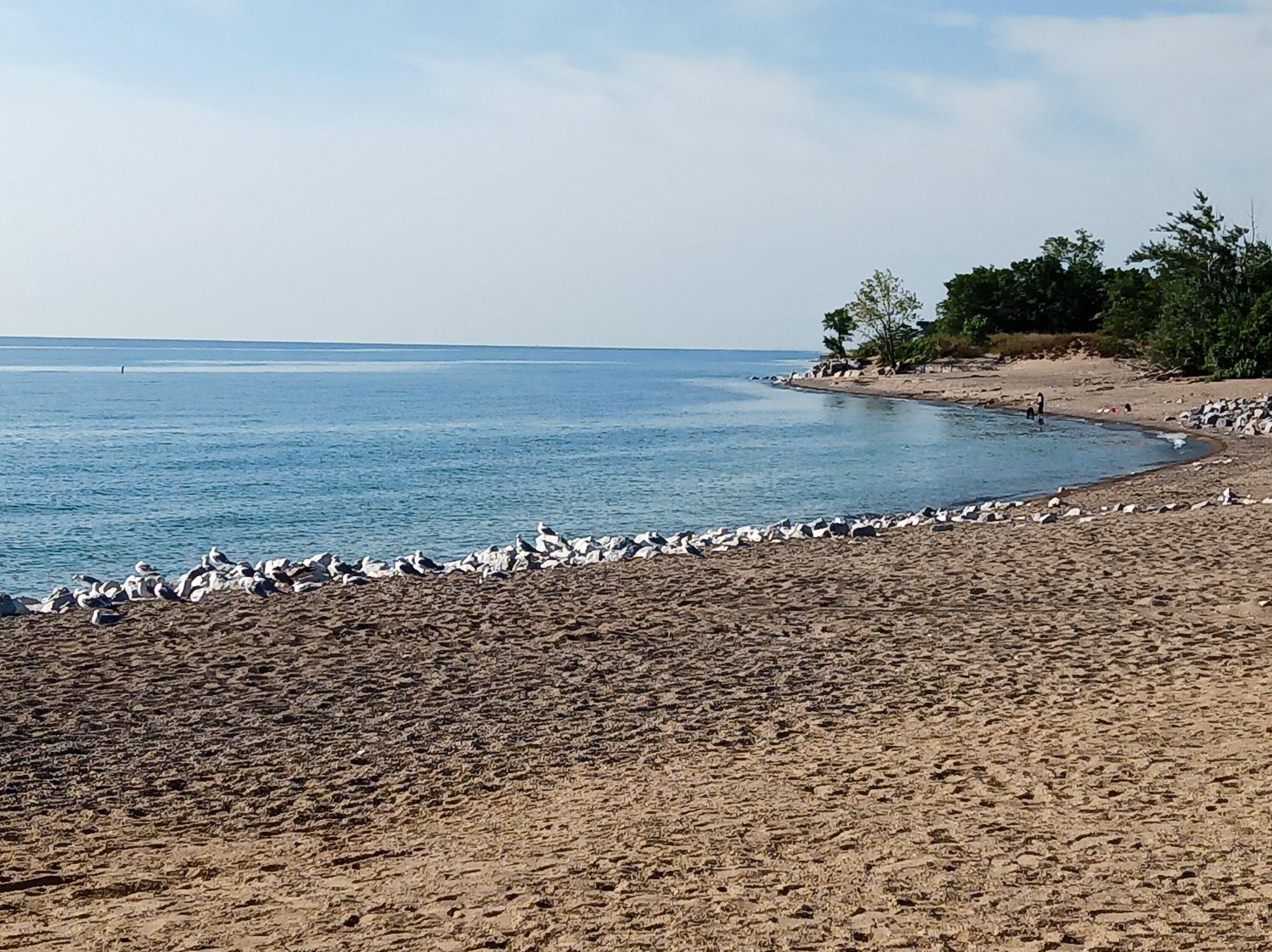 Sunny sandy beach with many birds by calm blue water and distant trees. - Illinois Beach Trail