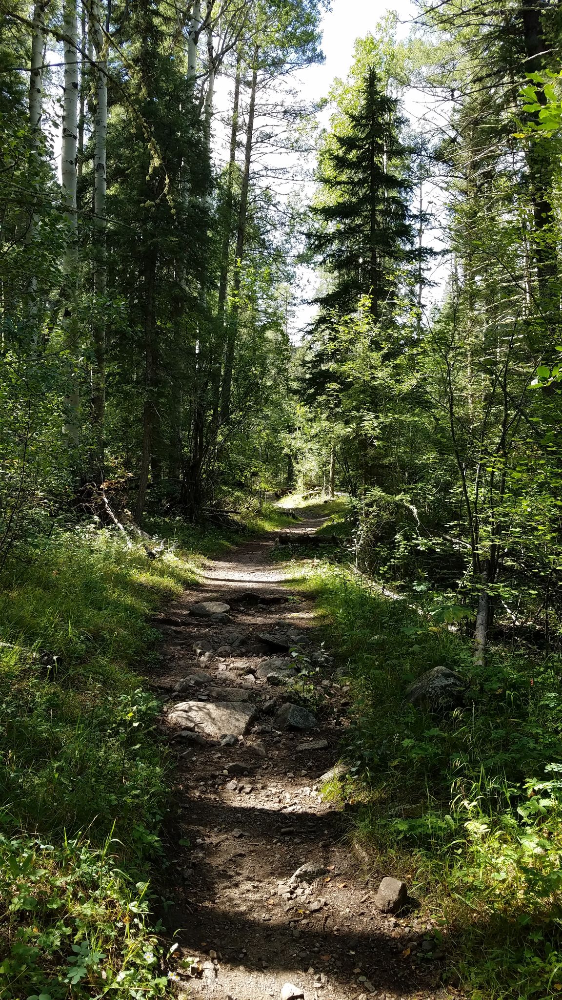 A sun-dappled dirt path winds through a dense green forest. - Columbine Creek Trail #71
