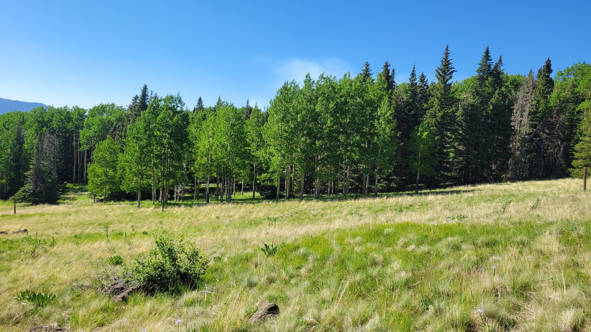 Lush green field bordering a vibrant forest of aspen and evergreen trees. - Humphreys Peak Trailhead – Arizona Trail Intersection loop from Arizona Snowbowl