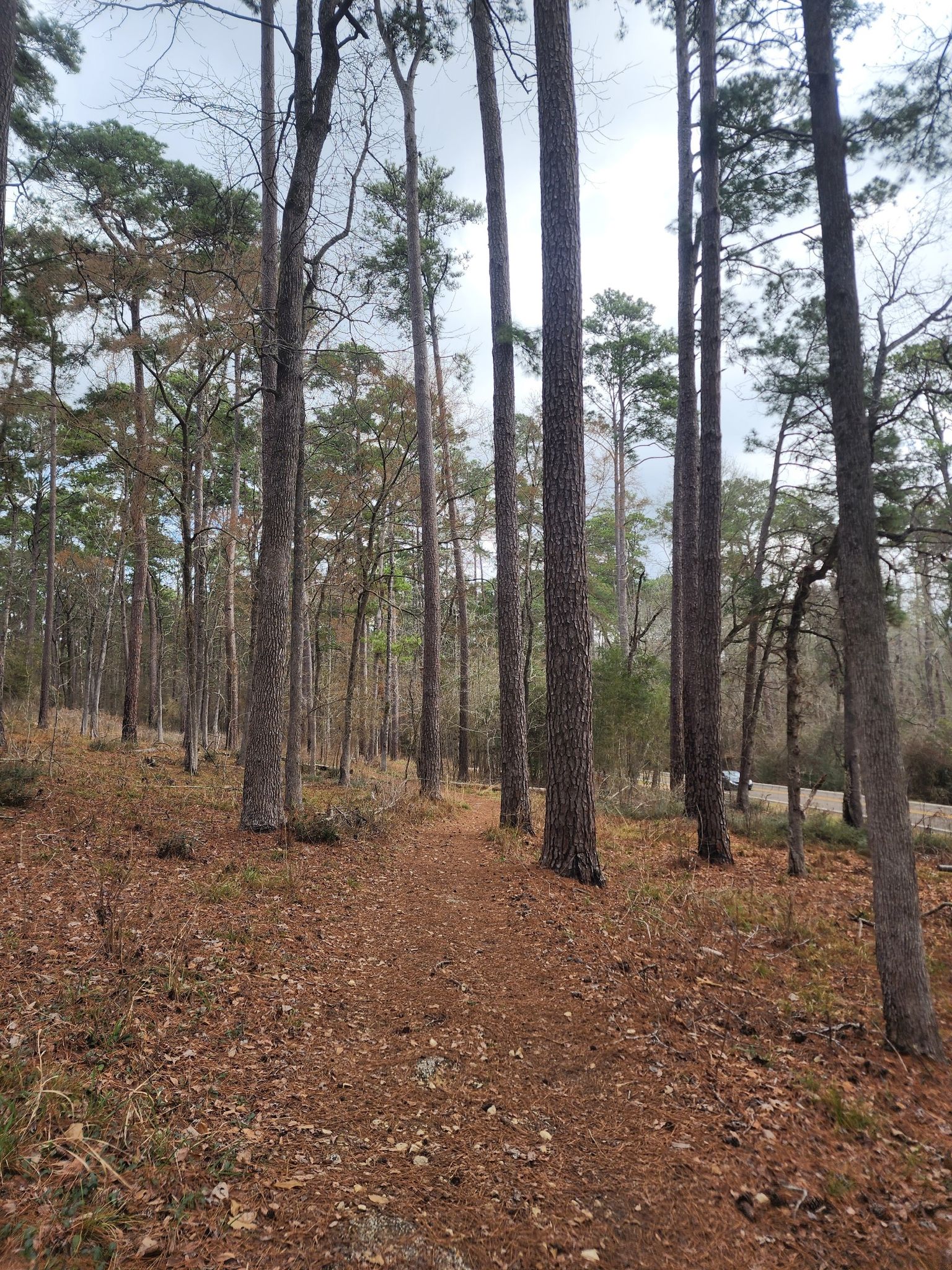 A winding dirt path through a forest with tall trees and fallen leaves. - Dogwood and Prairie Branch Loop
