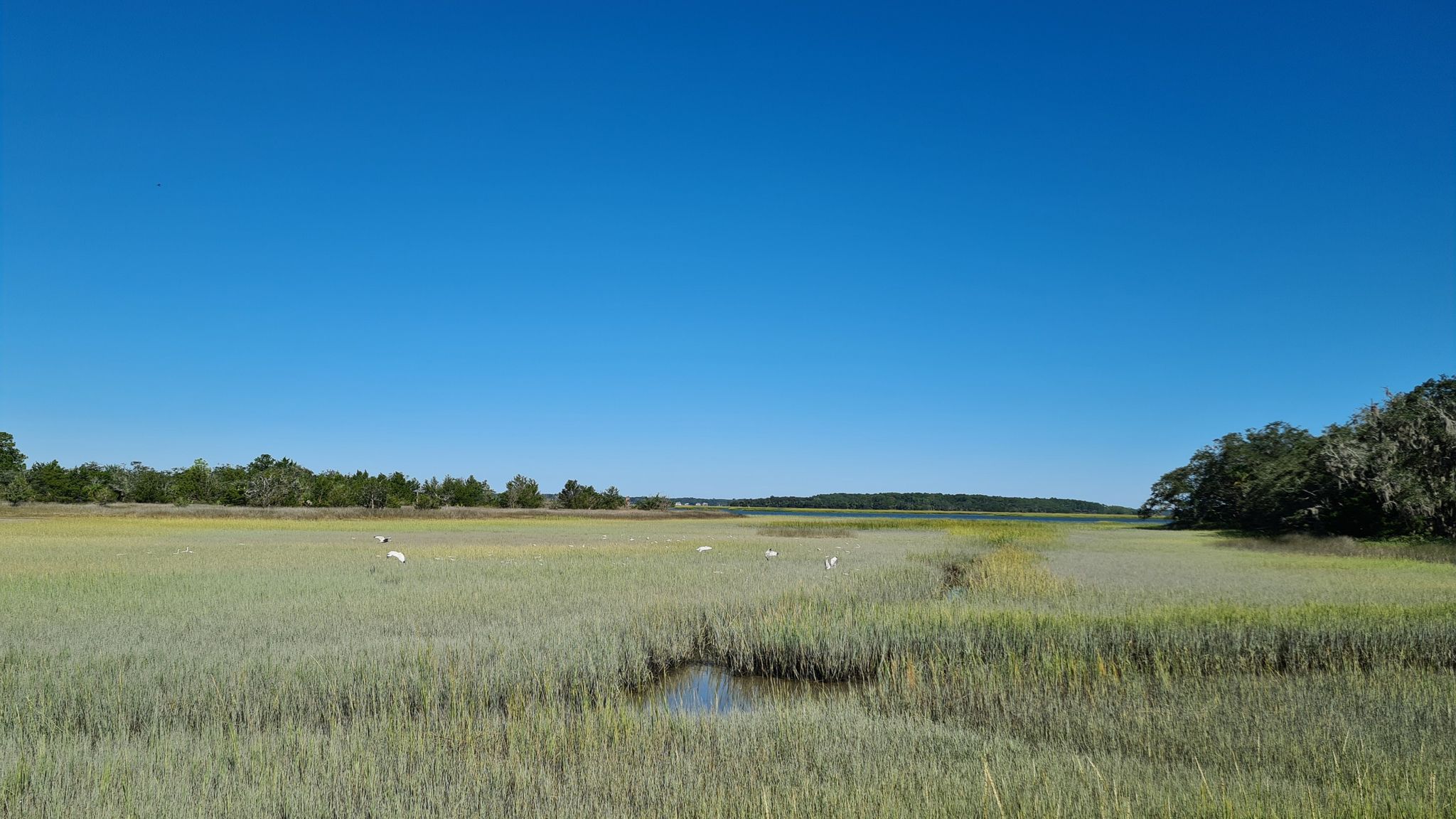 Expansive green marsh under a clear blue sky with several white birds. - Ibis Pond Loop Trail