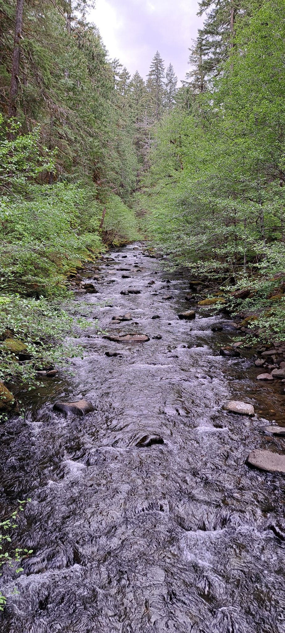 Rushing river flowing through a lush green forest under an overcast sky. - Bagby Trail #544