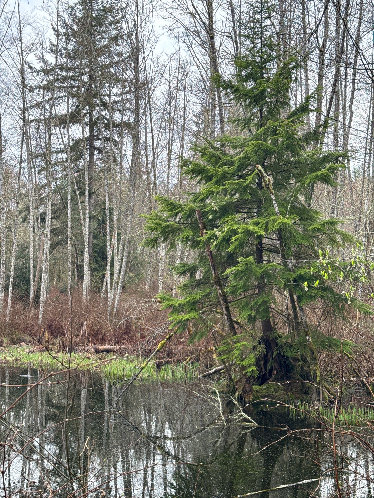 Overcast view of a pond with an evergreen tree and bare forest reflections. - Spine Line, Ravine Run, White Horse, and Boundary Trails Loop