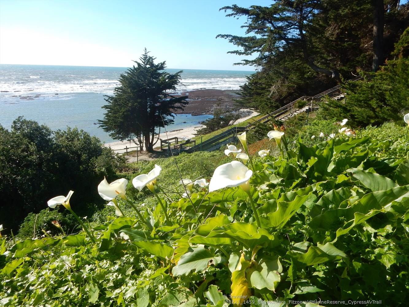 White calla lilies in foreground, overlooking a beach and ocean. - Halfmoon Bay Brewery – Mirada Surf Beach Trail loop from Point Montara Light Station
