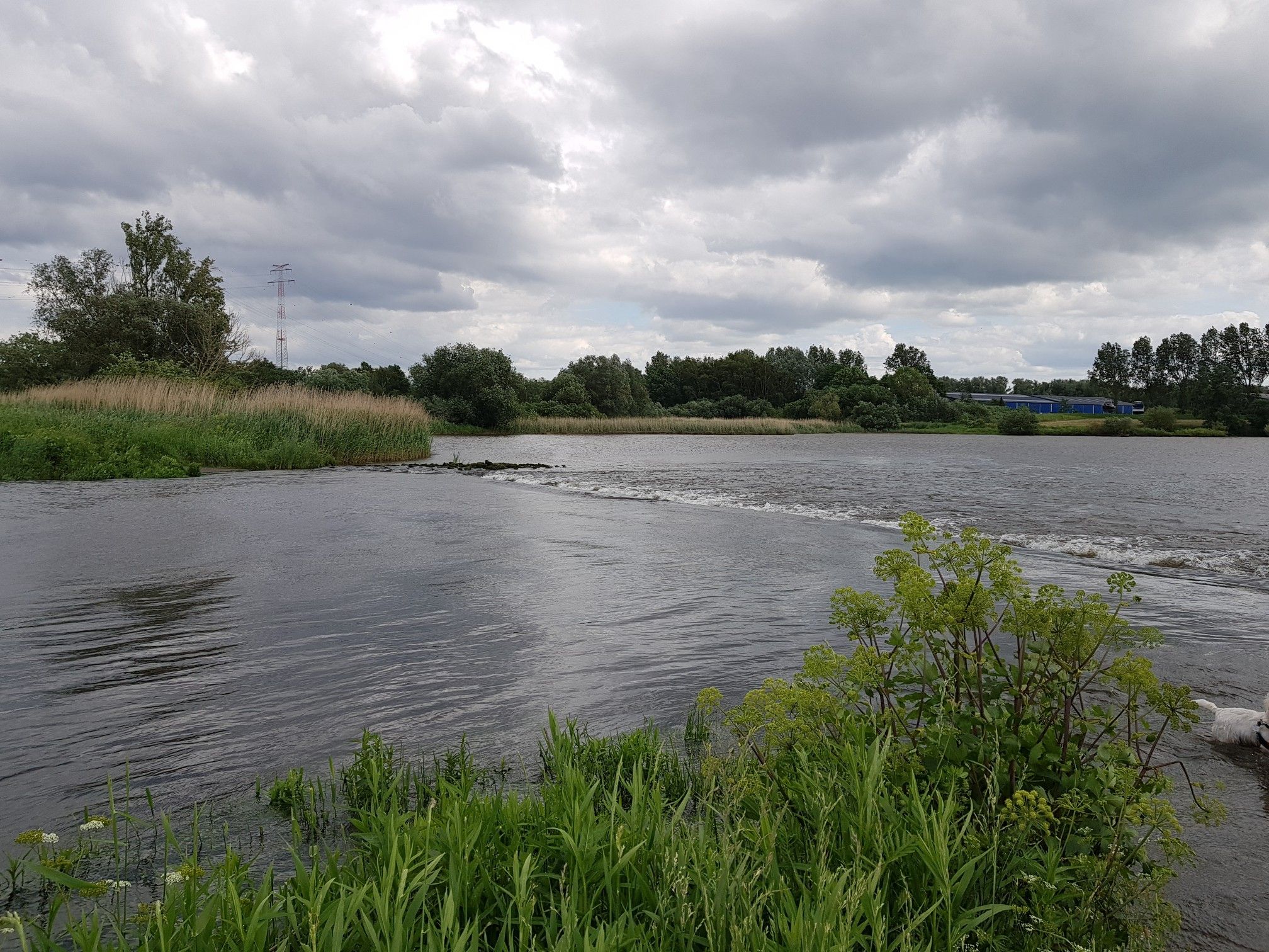 Flut