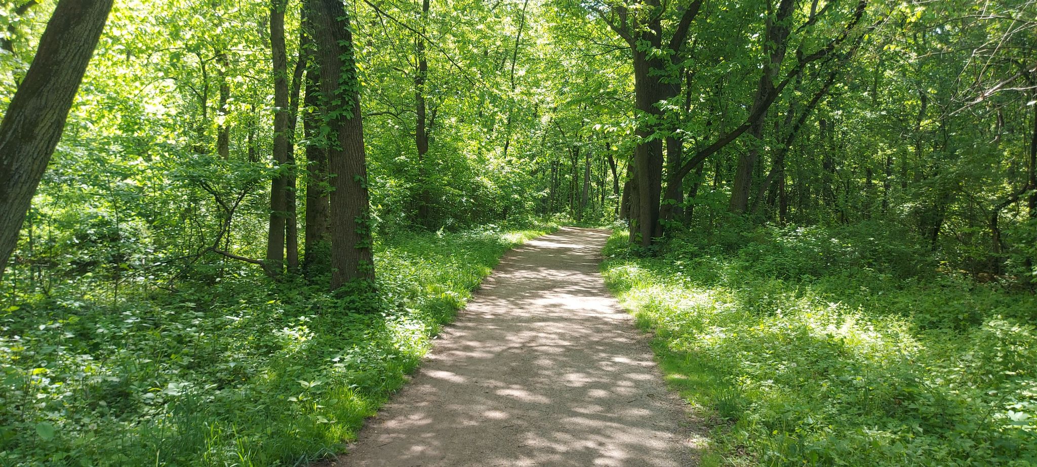A sunlit dirt path winds through a vibrant green forest. - Des Plaines River Trail: Devon to Oakton