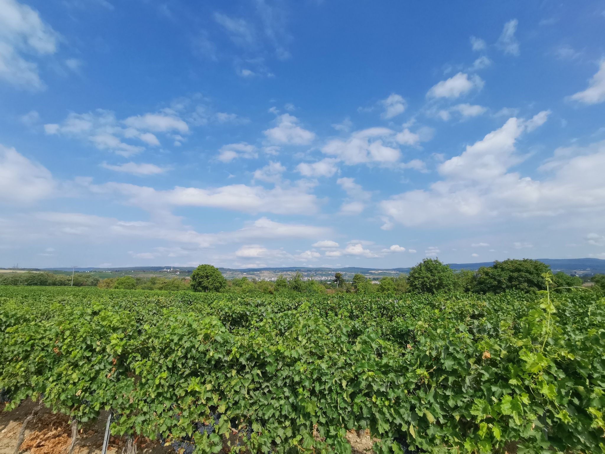 In den Weinbergen