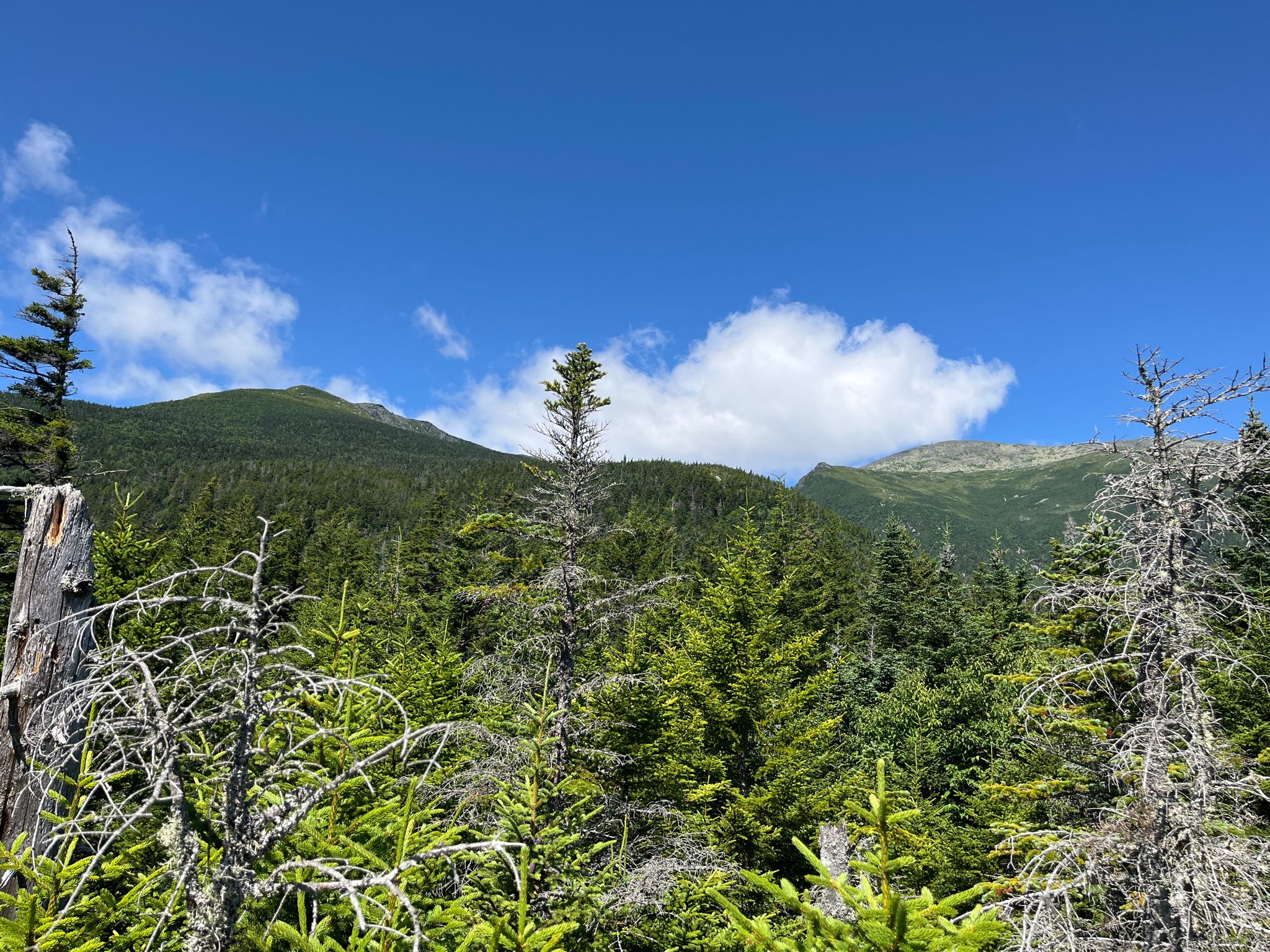 Dense green forest with distant mountains under a bright blue sky. - Boott Spur and Tuckerman Ravine Loop