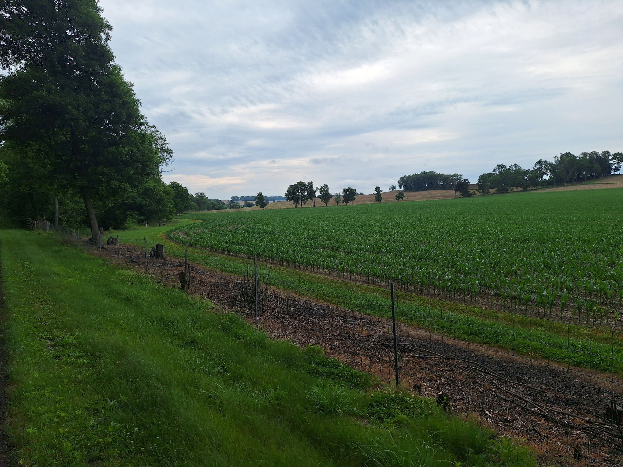 Green agricultural field next to a dirt path under a cloudy sky. - Kokosing Gap Trail