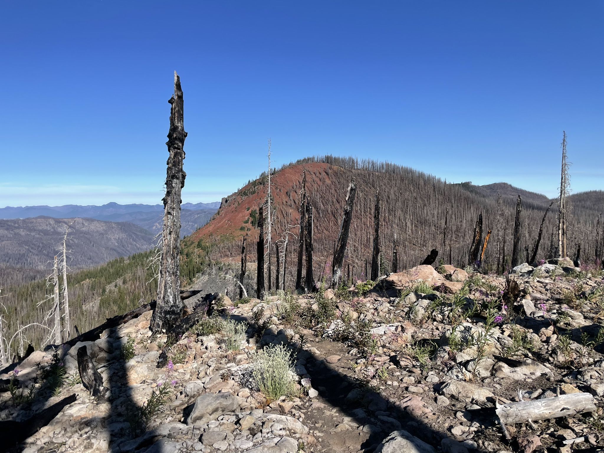 Rocky, burned mountain landscape under clear blue sky with charred tree trunks. - Pacific Crest Trail to Double Peaks