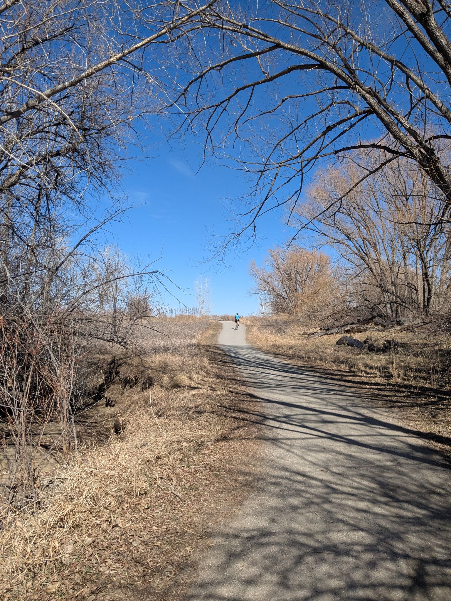 Paved path through bare trees, distant person, bright blue sky. - Monarch Park – Left Hand Creek Park loop from Longmont Park-n-Ride