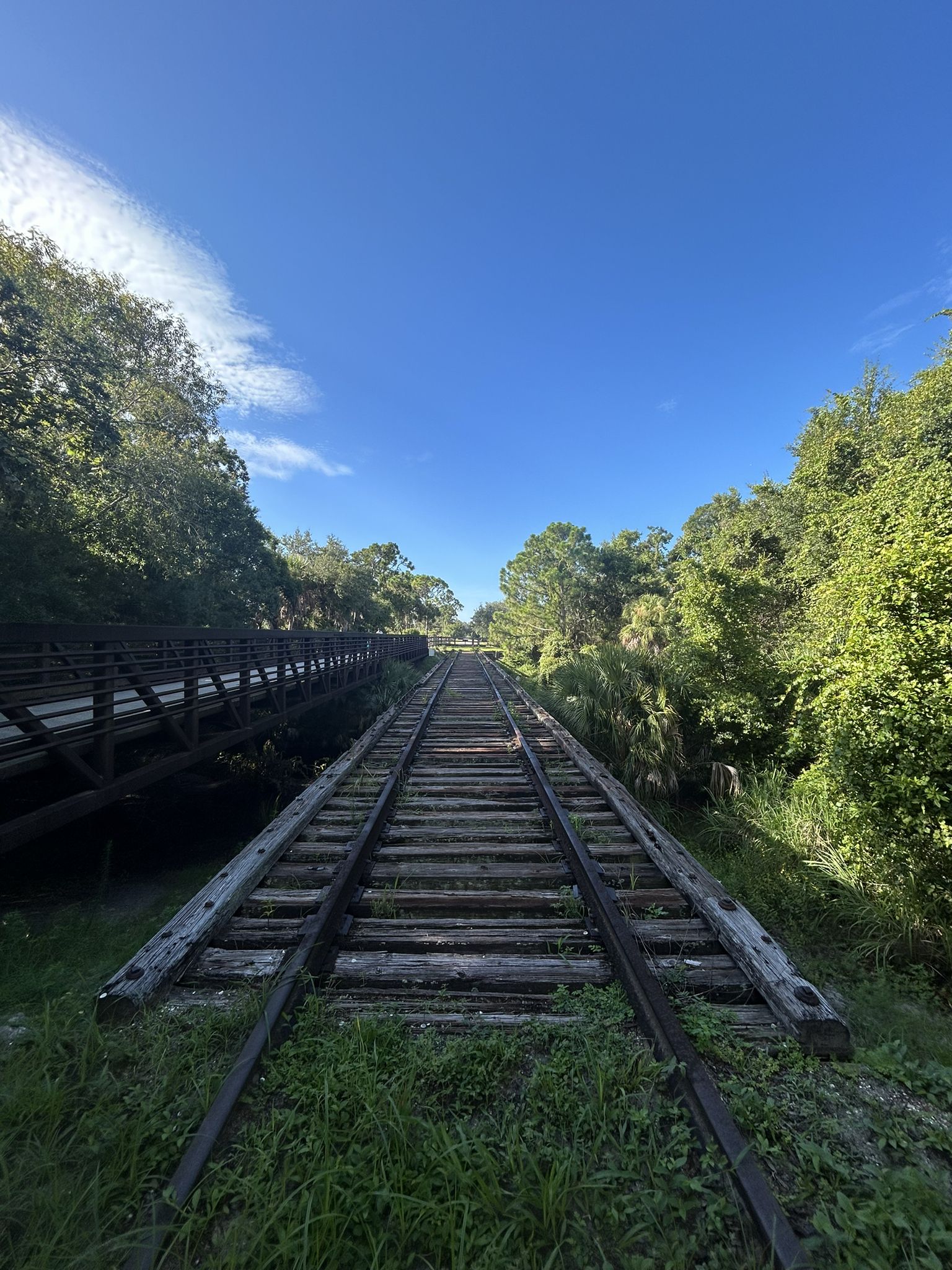 Old railroad tracks through lush green forest under a bright blue sky. - Legacy Trail – Oscar Scherer State Park loop from Southgate