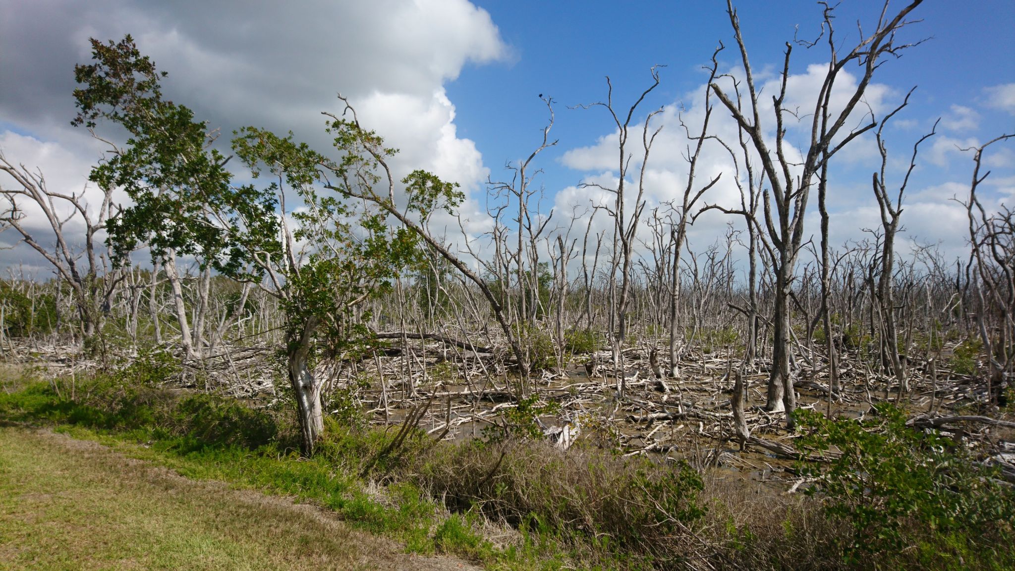 A field of mostly dead trees with some green foliage under a cloudy sky. - Flamingo to Long Pine Key