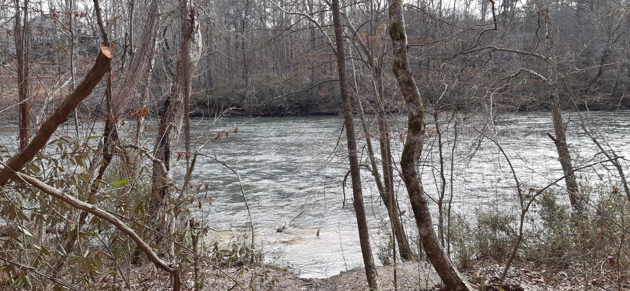 A wide river flows through a bare winter forest under diffused light. - Jones Bridge Trail Loop