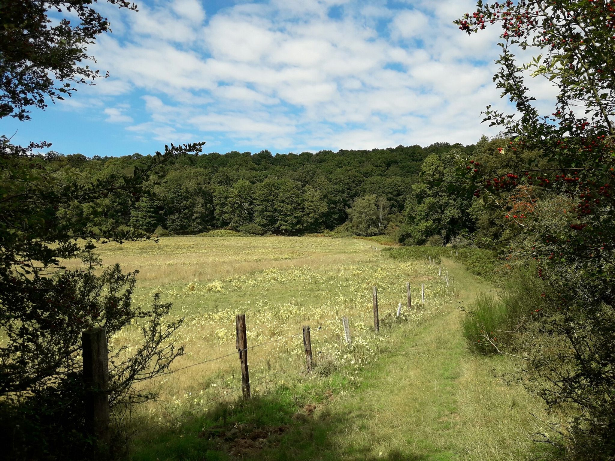 une trouée fleurie dans le vallon