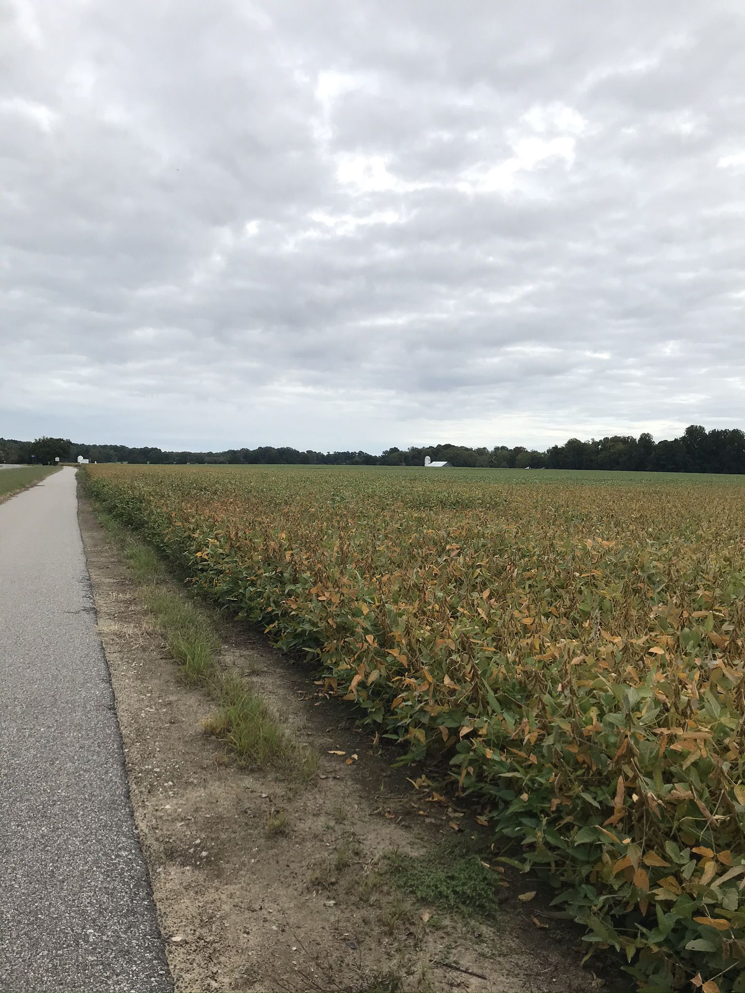 Paved path next to a field of browning crops under a cloudy sky. - Kimages Hill loop from Charles City