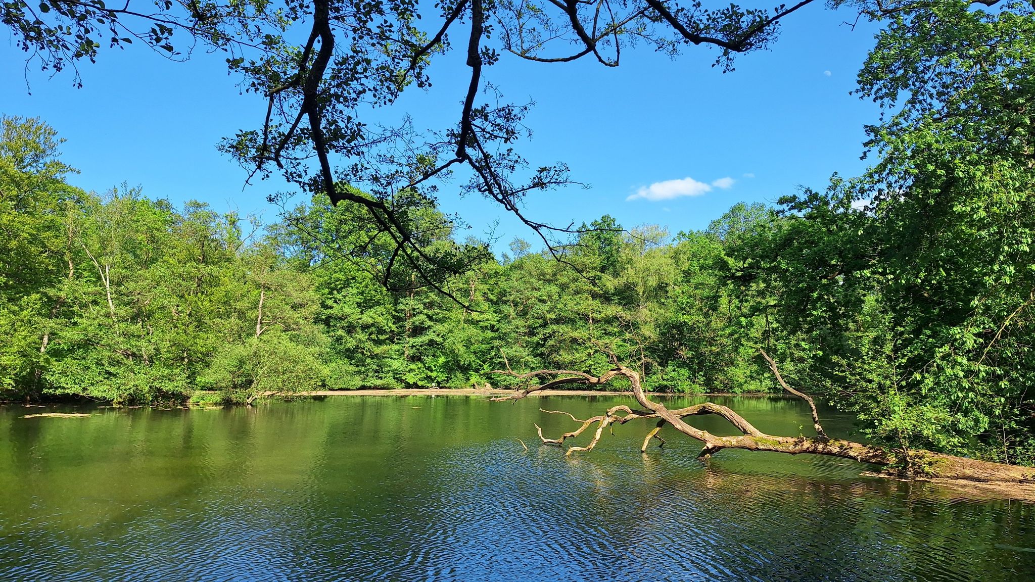 Bekannter Baum in grün-blau