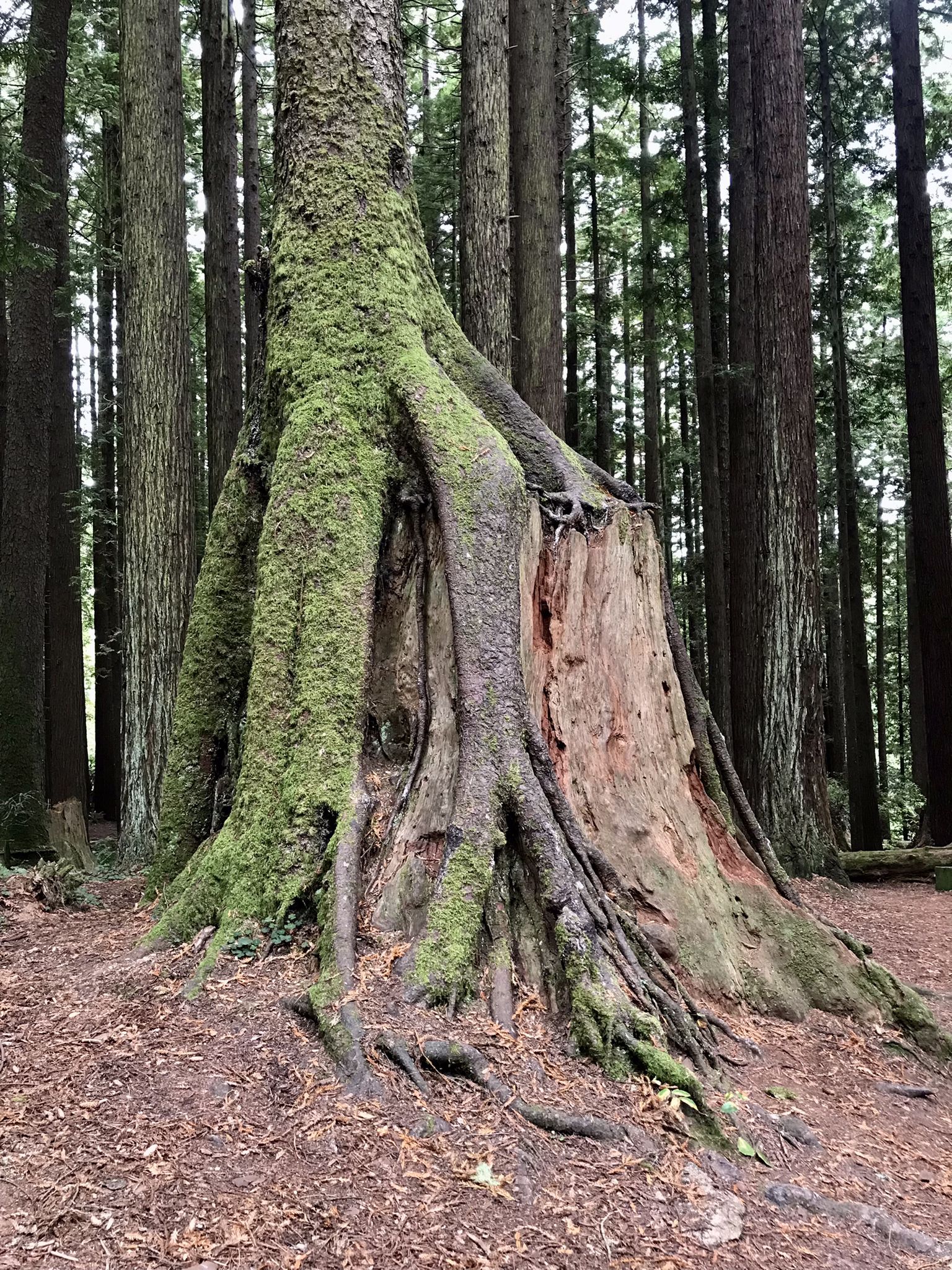 Moss-covered tree roots growing over an old stump in a tall forest. - Nature Trail Loop