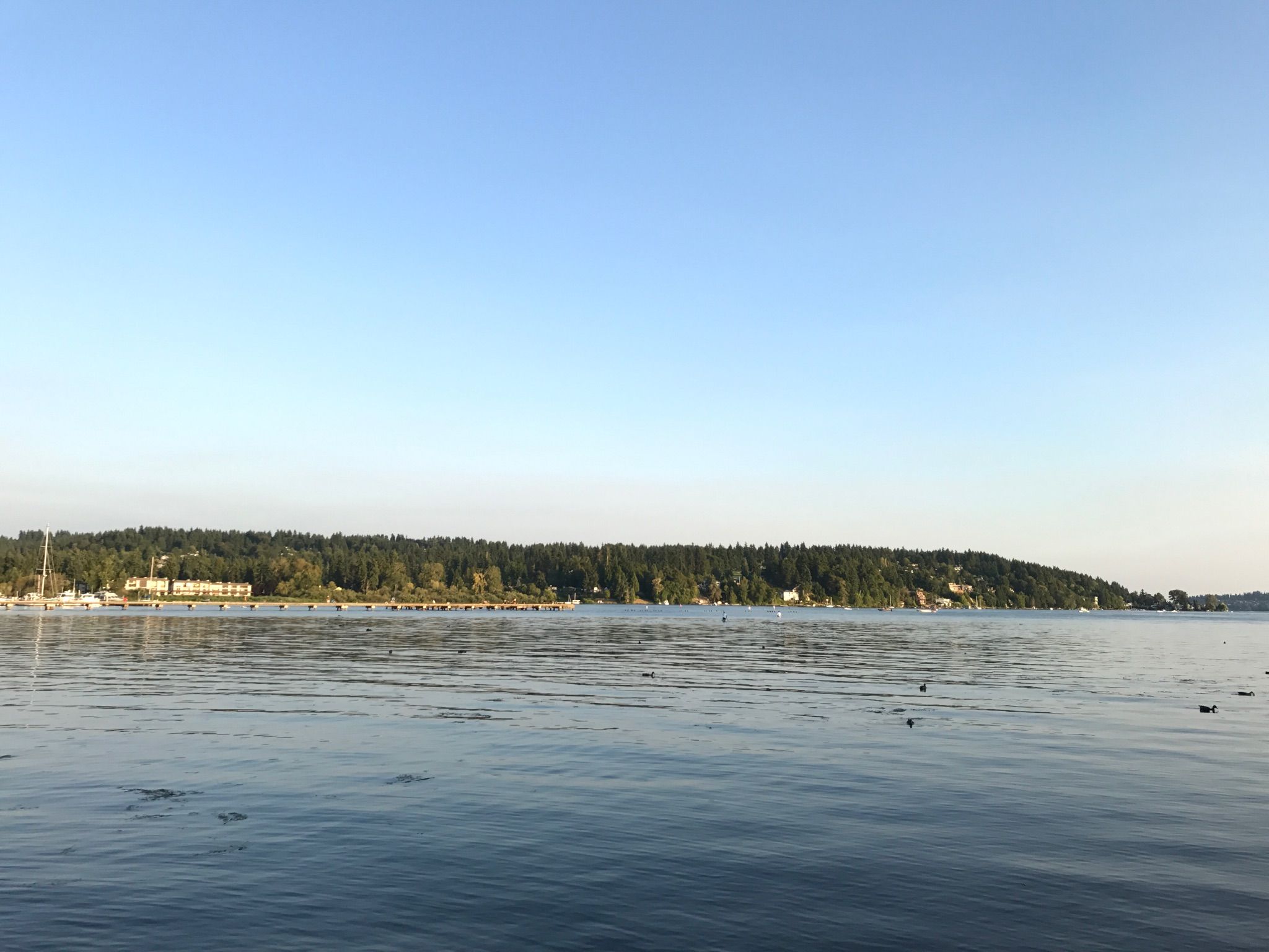 Calm lake with distant treed shoreline under a clear blue sky. - Bridge Over Sammamish River – View of Floodwater Reservoir loop from Cedar Park