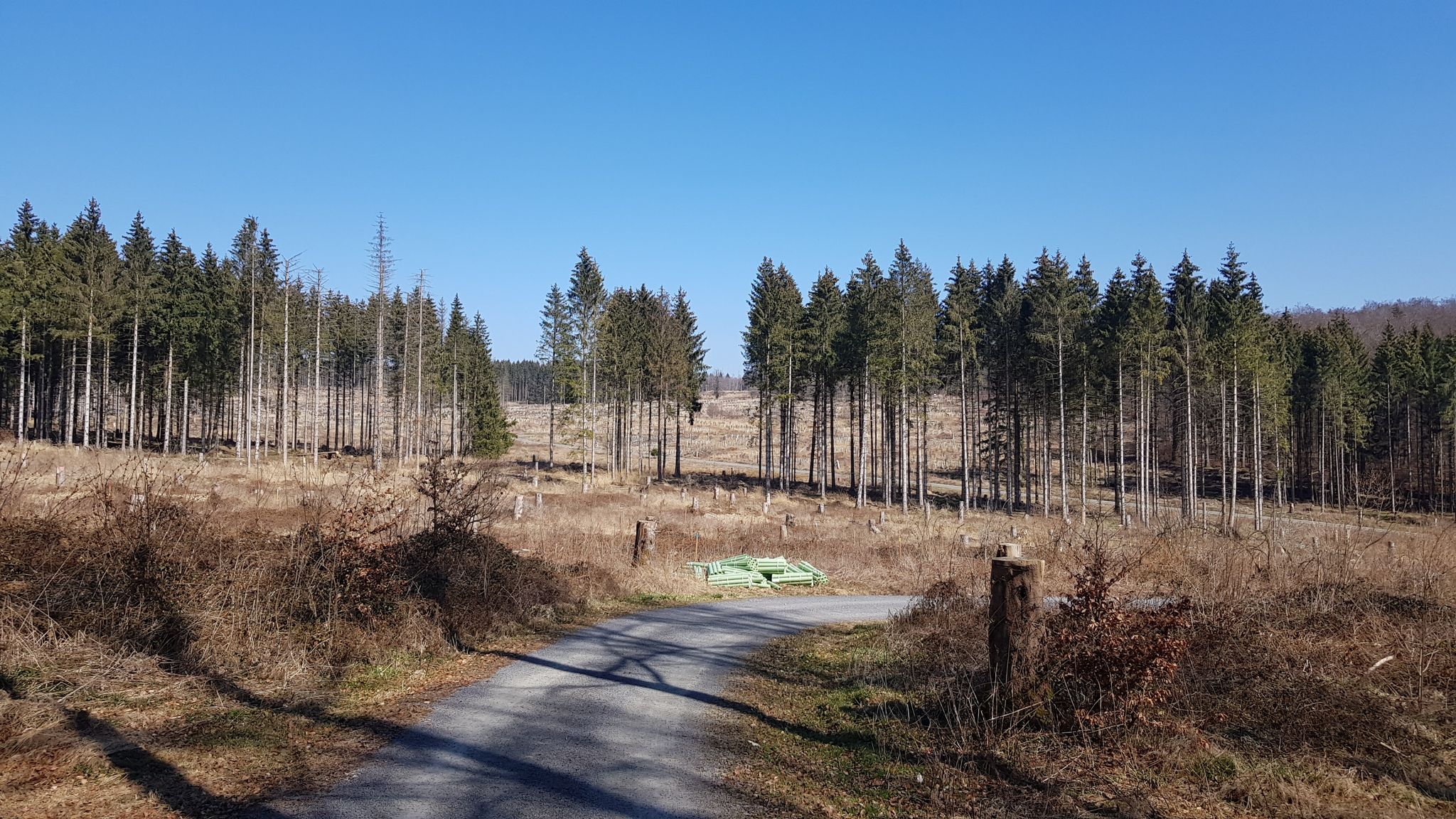 armer Wald ☹