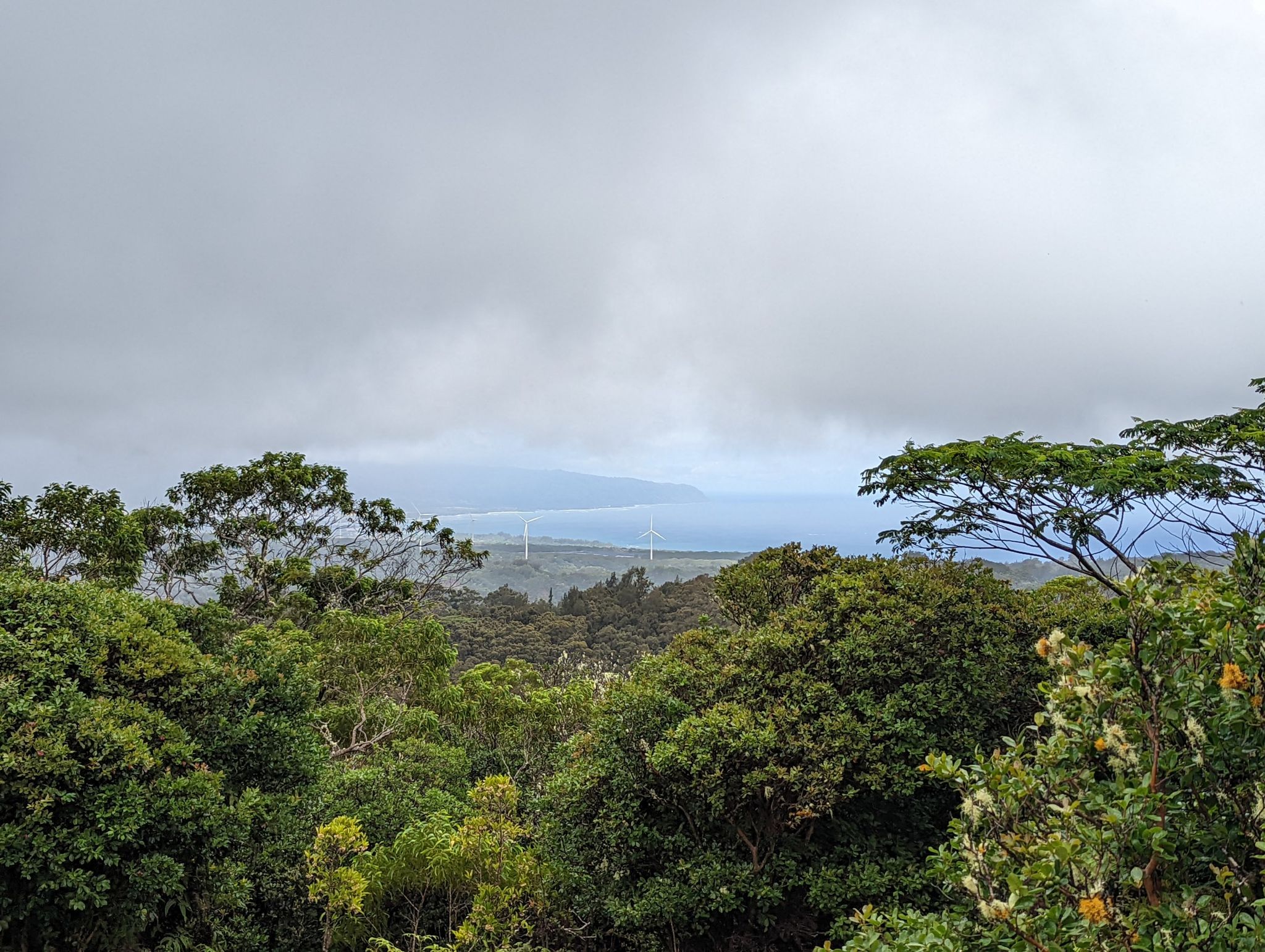 Overcast view of a dense forest with distant white structures near the ocean. - Pūpūkea Road