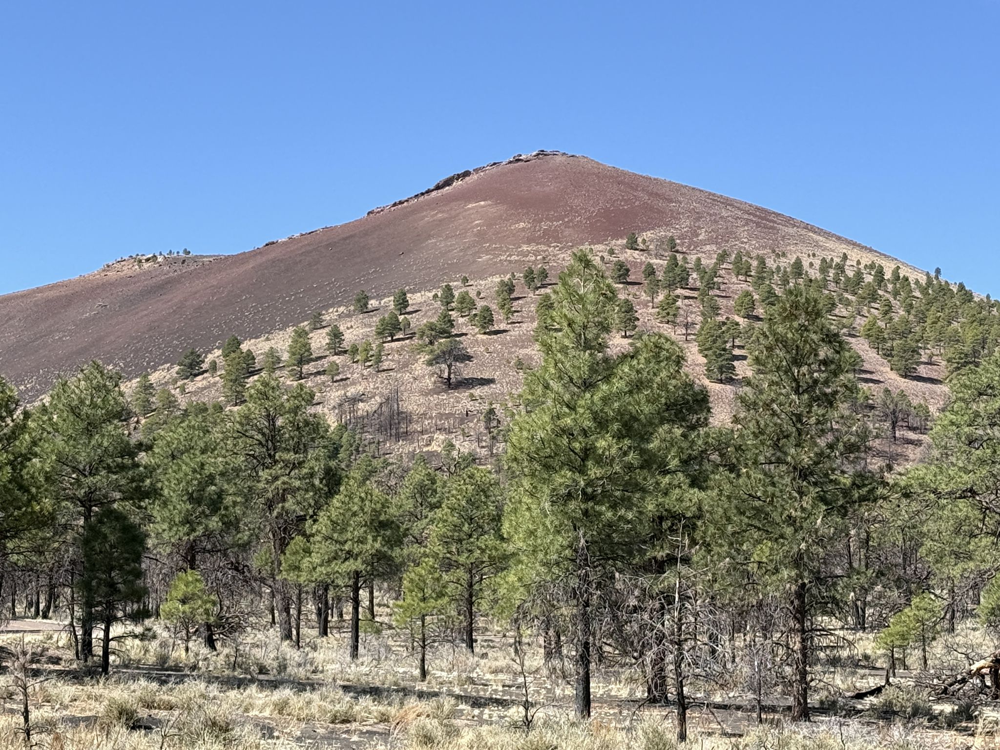 A large, reddish volcanic cone covered with scattered pine trees under a clear blue sky. - Sunset Crater to Nalakihu Pueblo