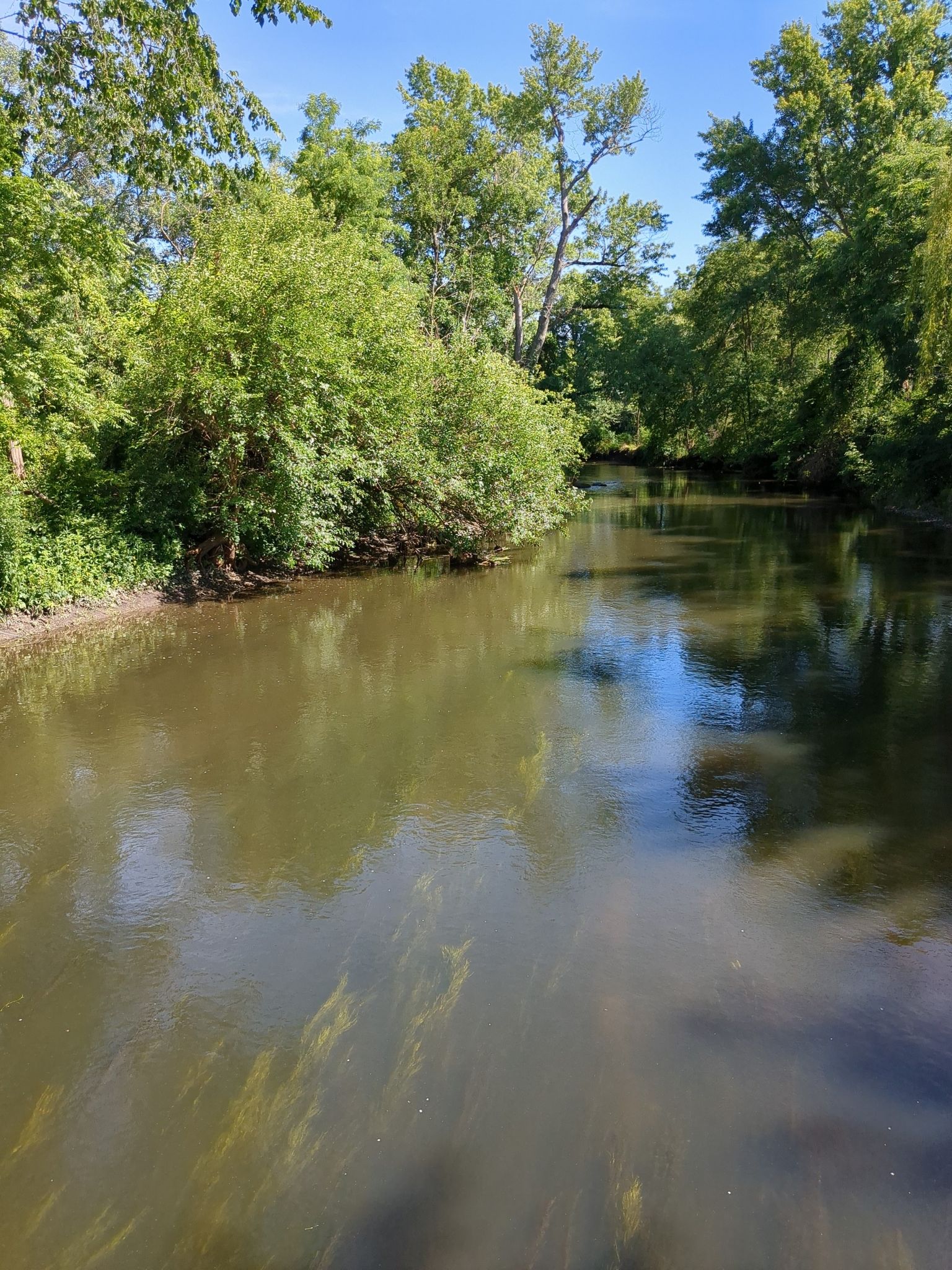 Shallow river with visible plants, surrounded by lush green trees on a sunny day. - West Branch DuPage River Trail