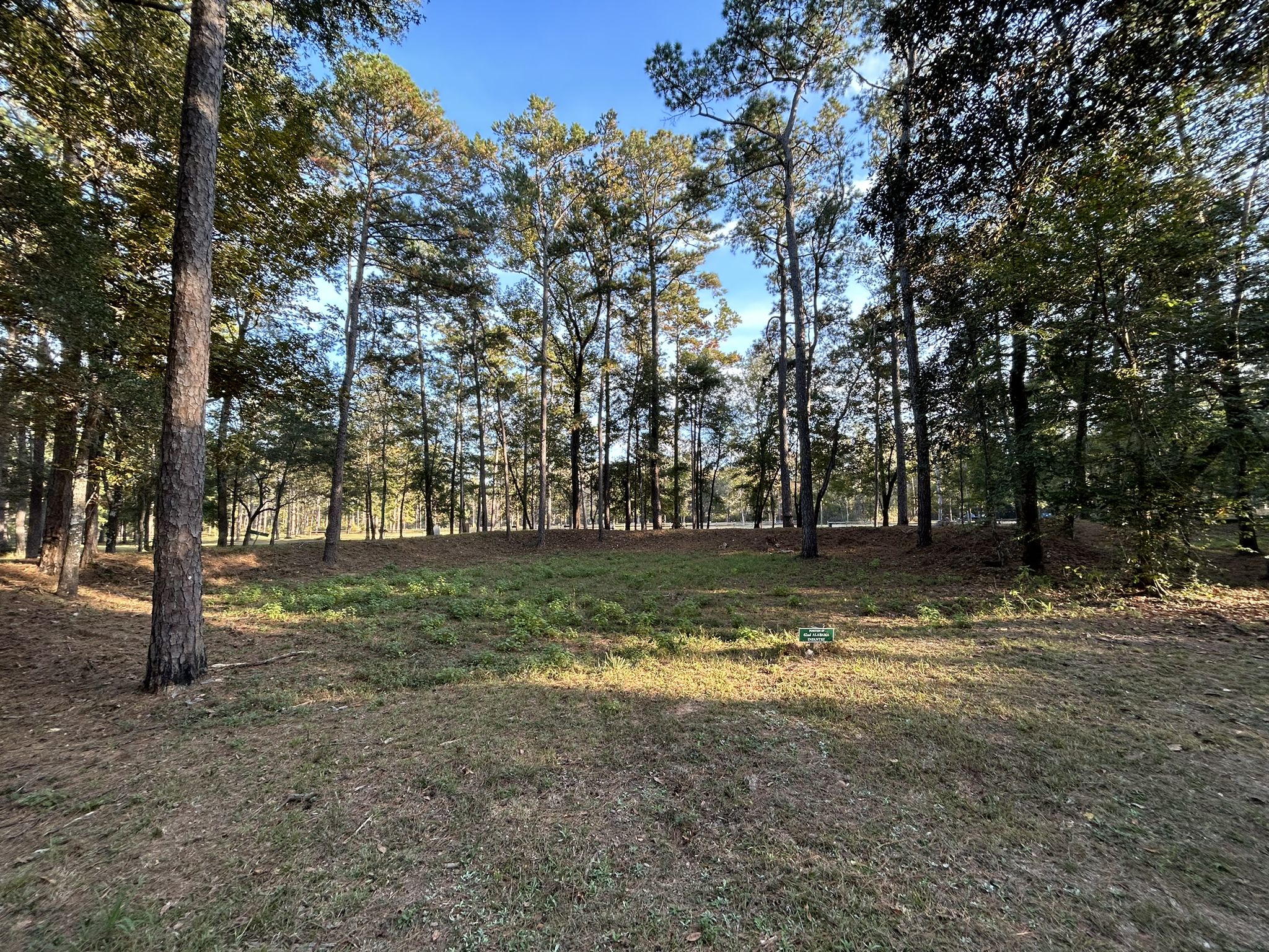 Sunny forest clearing with tall pine trees and grassy ground. - Historic Blakeley State Park – Taitt Trail loop from East Pointe Baptist Church