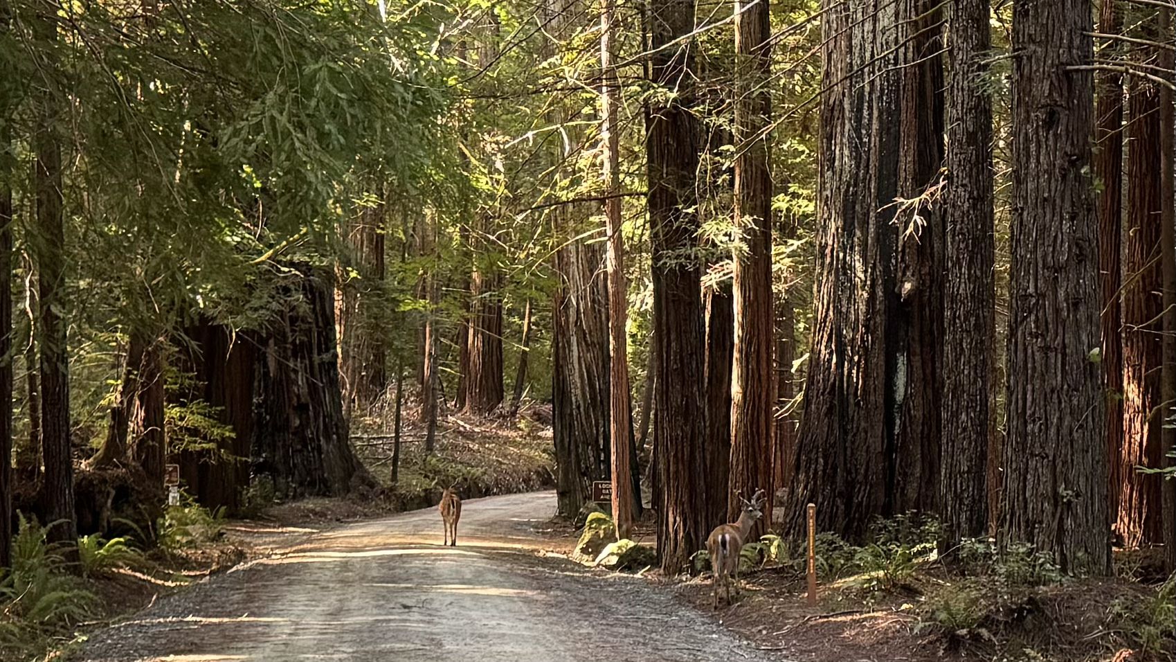 Two deer stand on a sunlit dirt road through a tall forest. - Homestead and Baxter Trail loop via Grasshopper Road