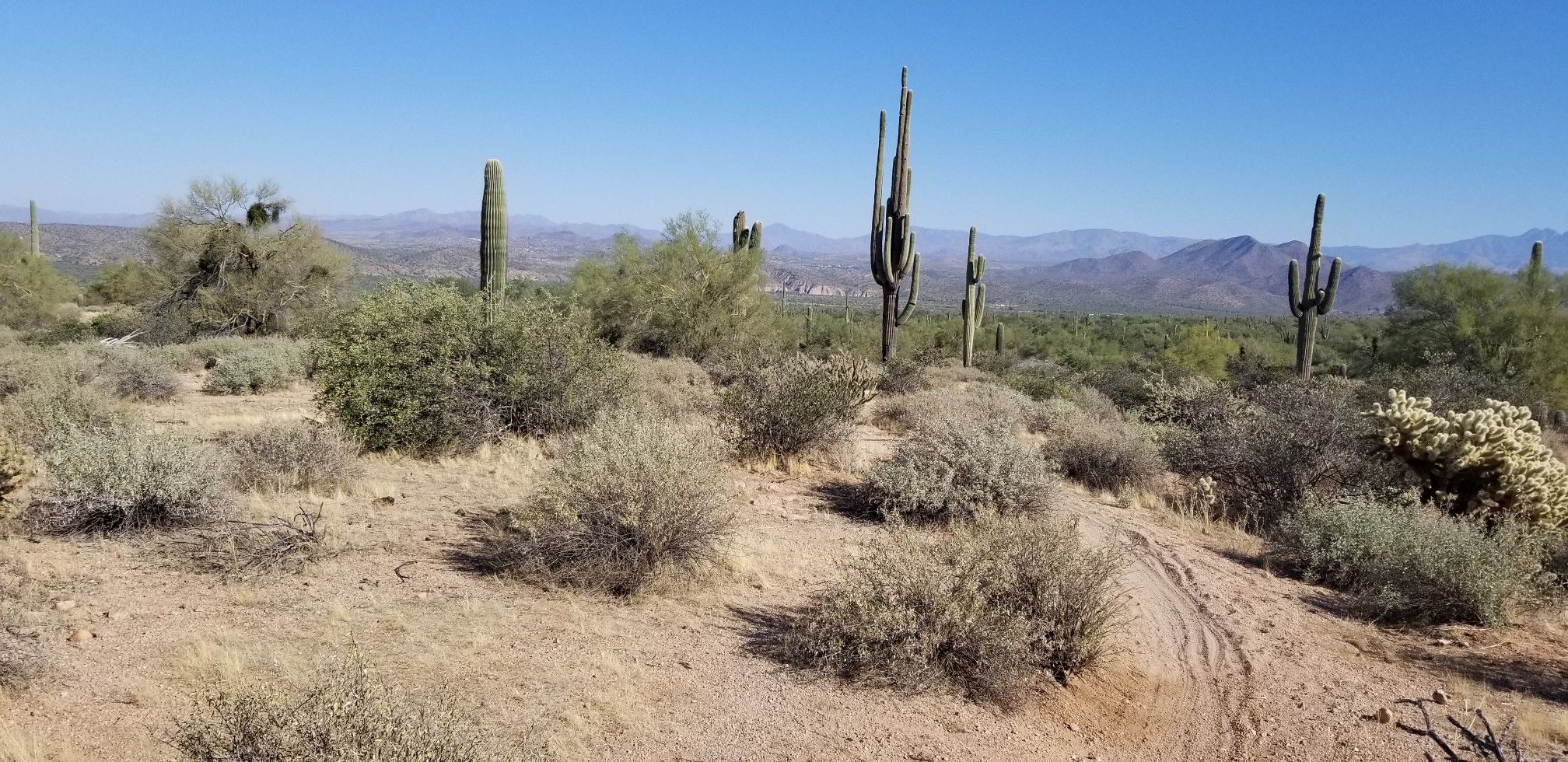 Vast desert landscape with saguaro cacti, shrubs, and distant mountains. - Wild Horse Trail – Usery Trailhead Parking loop from Superstition R/C Air Park