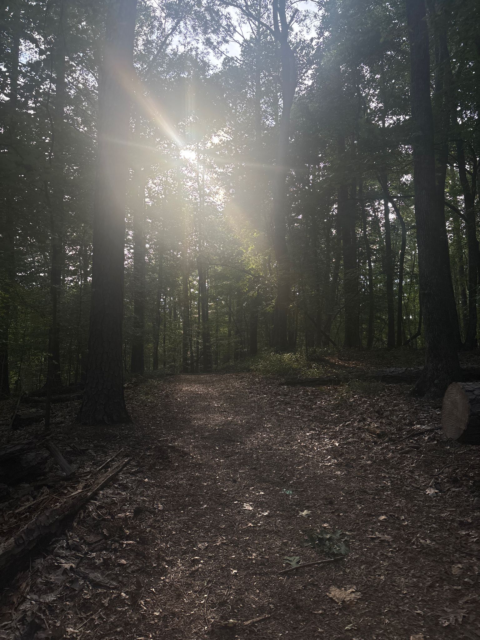 A sunburst shines through tall trees onto a forest path. - Jones Bridge Trail loop from Jones Bridge Park