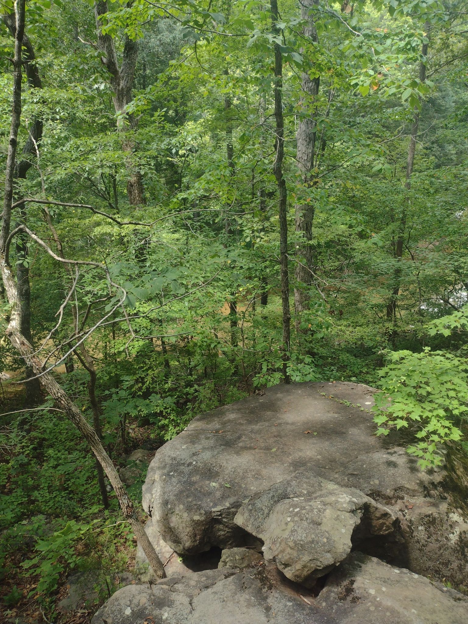 Large rocks in a lush green forest under bright daylight. - George Pyne Trail