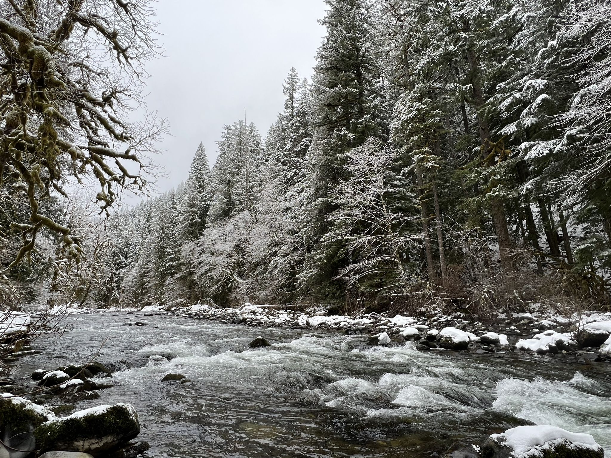 Rushing river in a snowy forest under a grey winter sky. - Old Salmon River Trail