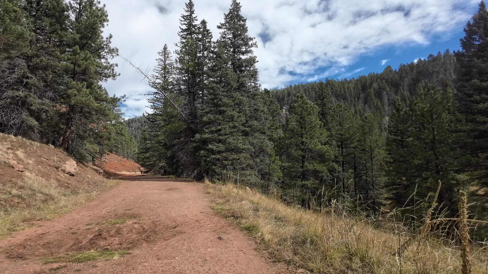 A dirt path winds through a dense pine forest under a cloudy sky. - Gravel loop from La Cueva