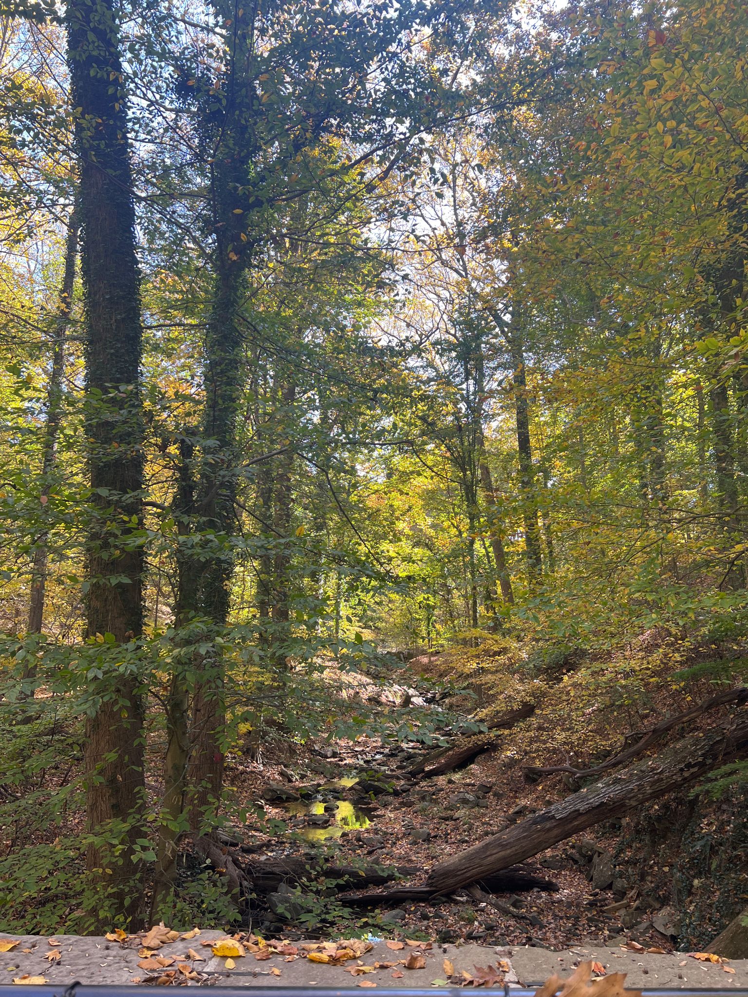 Sunlit forest with a rocky stream bed and tall trees displaying autumn colors. - Jones Falls Trail and Loch Raven Reservoir Loop
